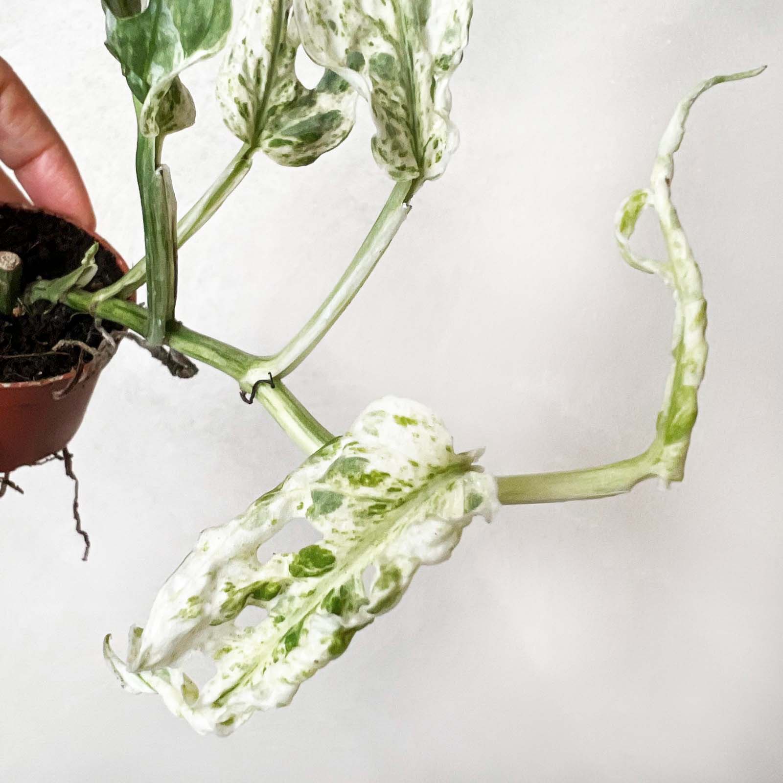 baby Monstera Frozen Freckles