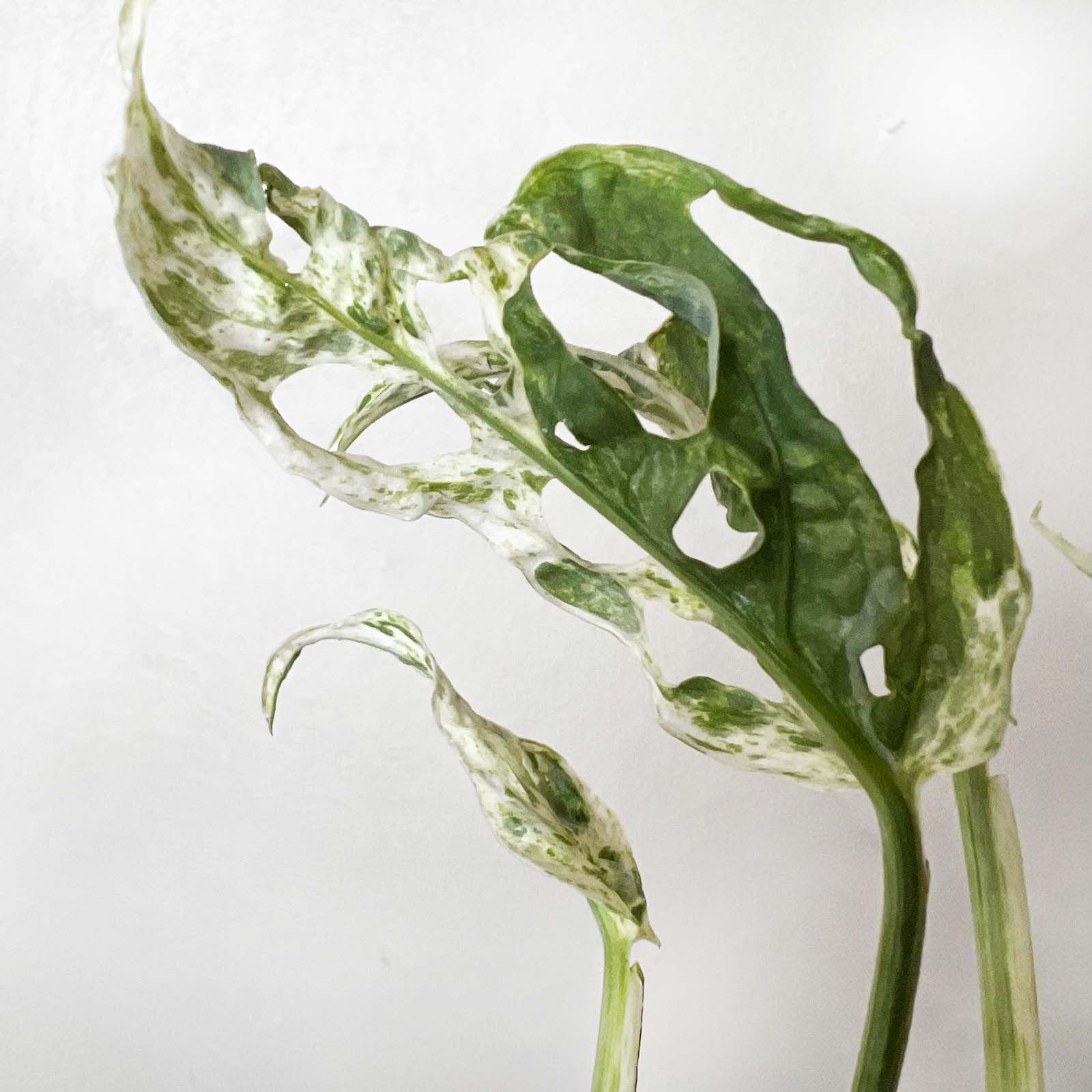 baby Monstera Frozen Freckles