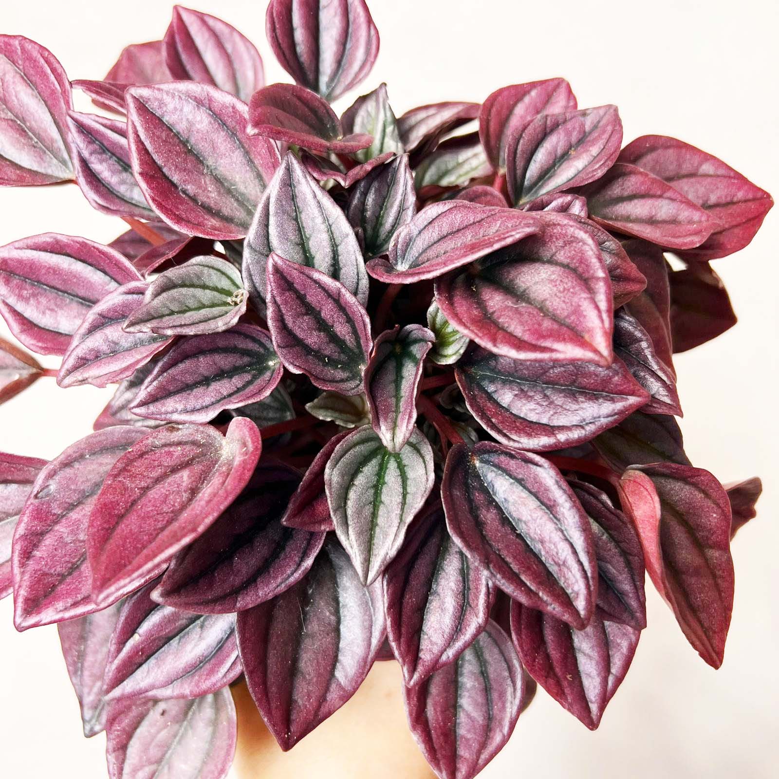 Peperomia Cayenne