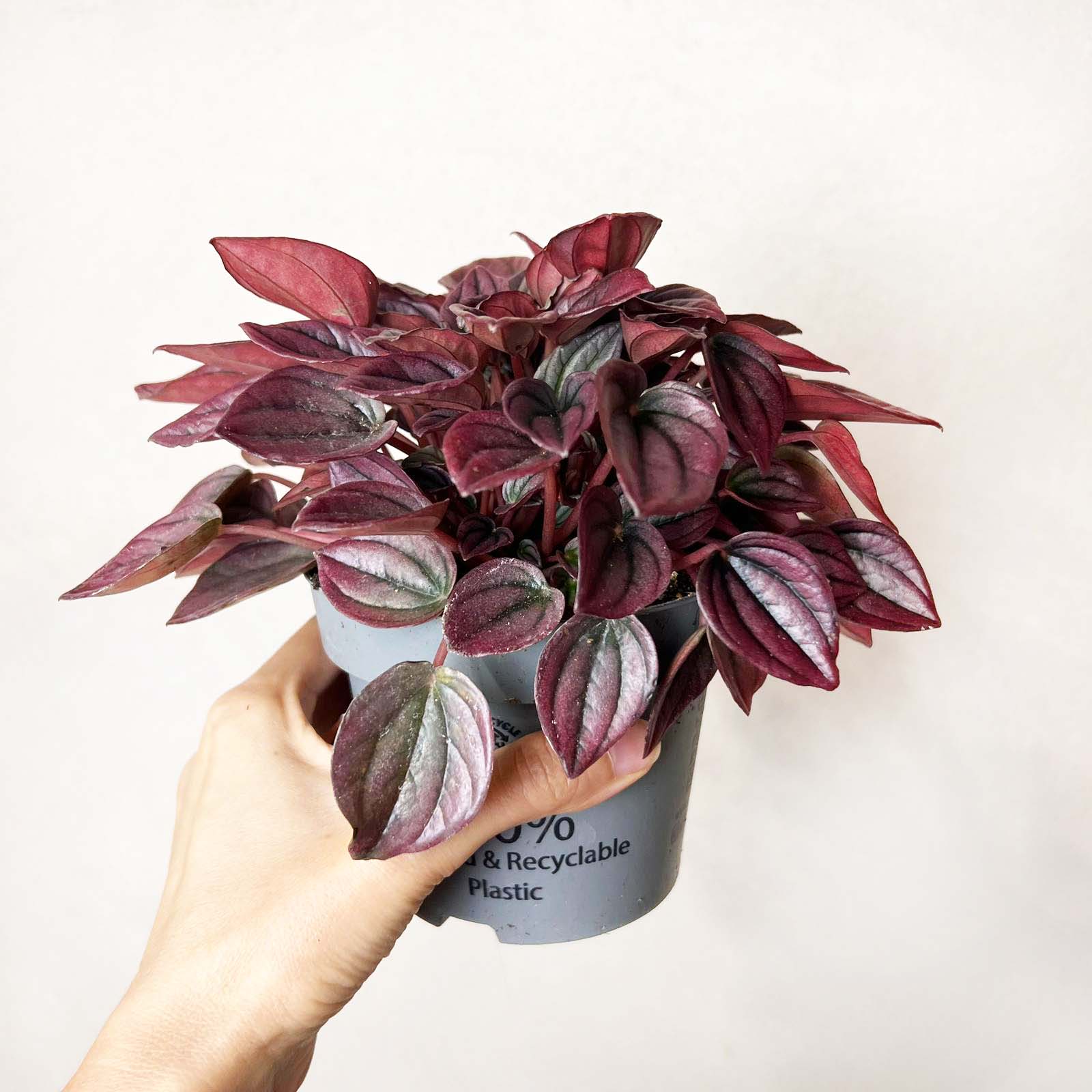 Peperomia Cayenne