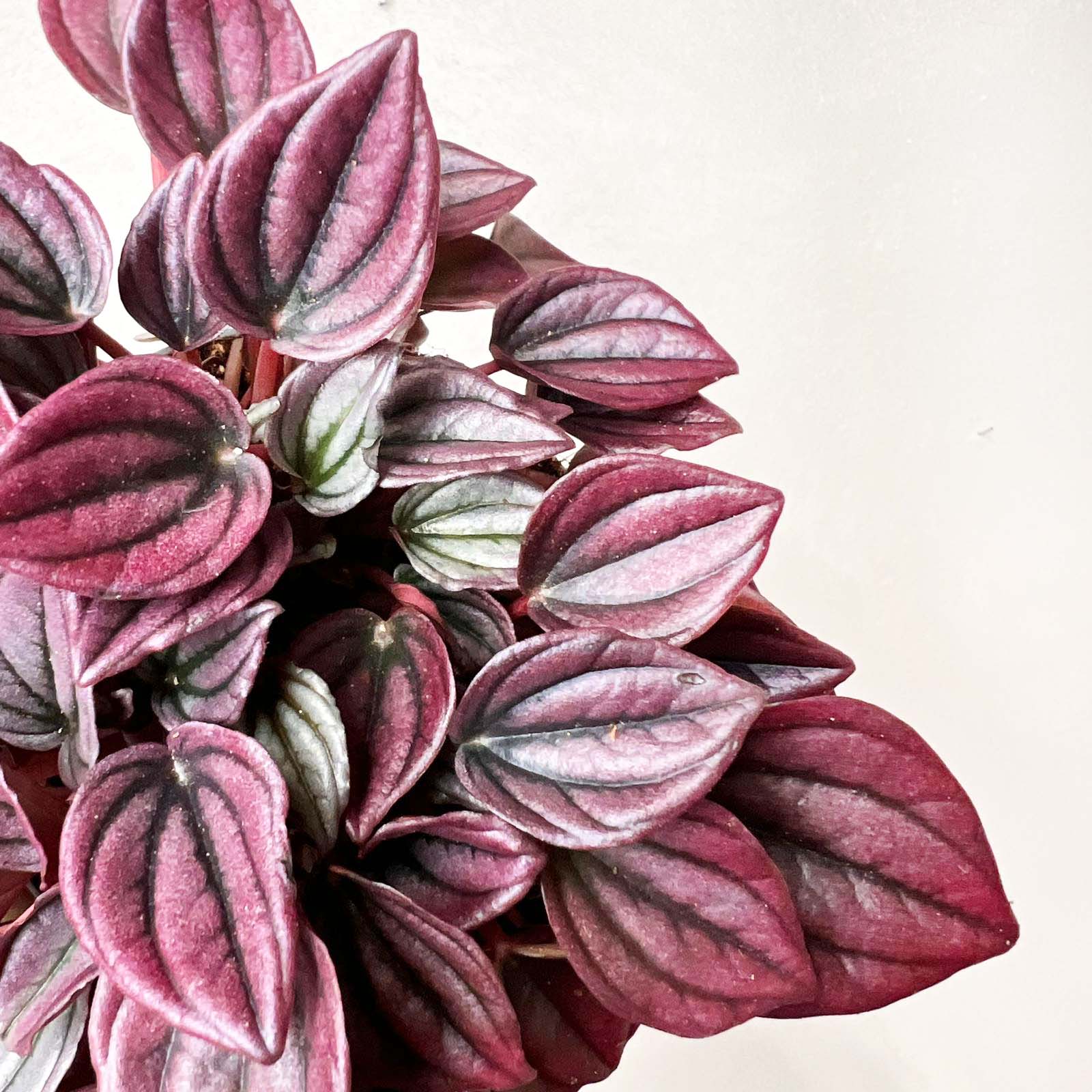 Peperomia Cayenne
