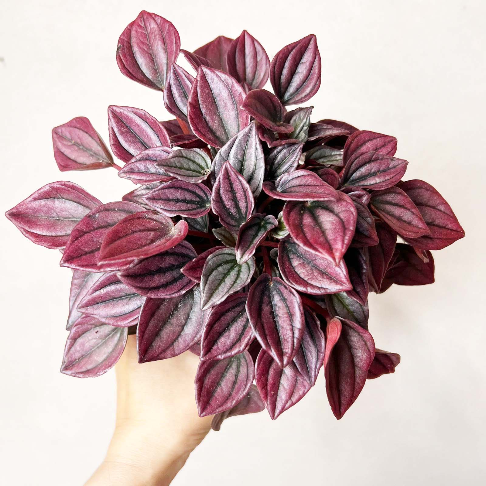 Peperomia Cayenne