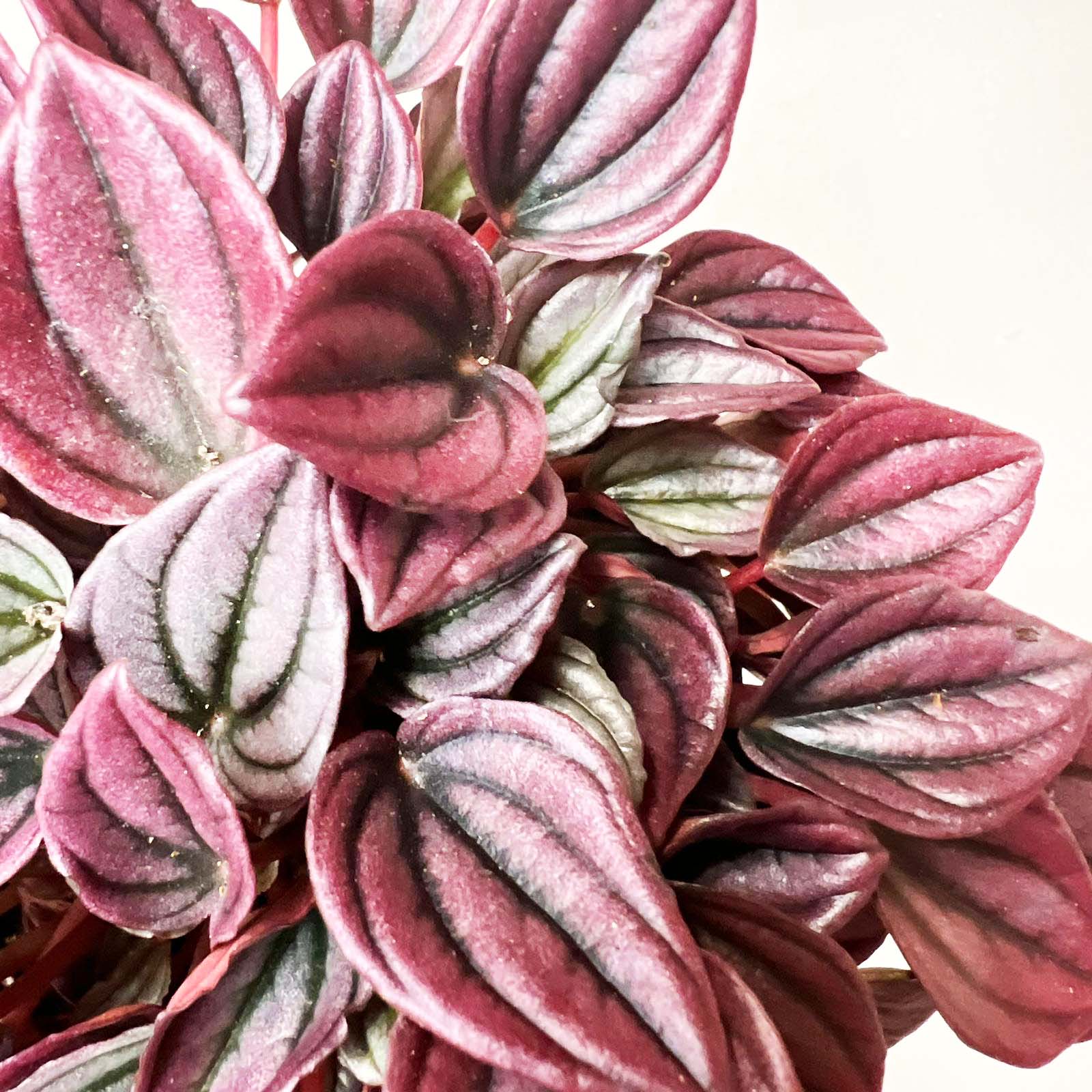 Peperomia Cayenne