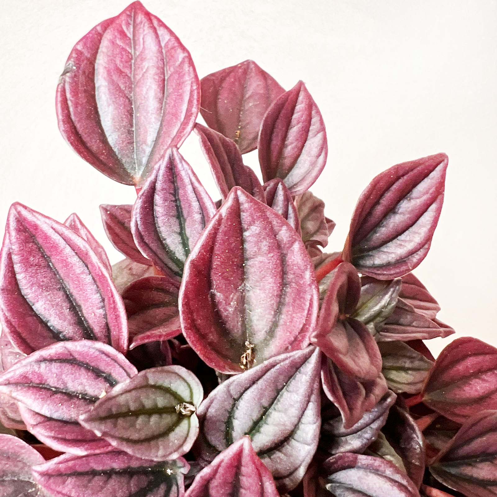 Peperomia Cayenne