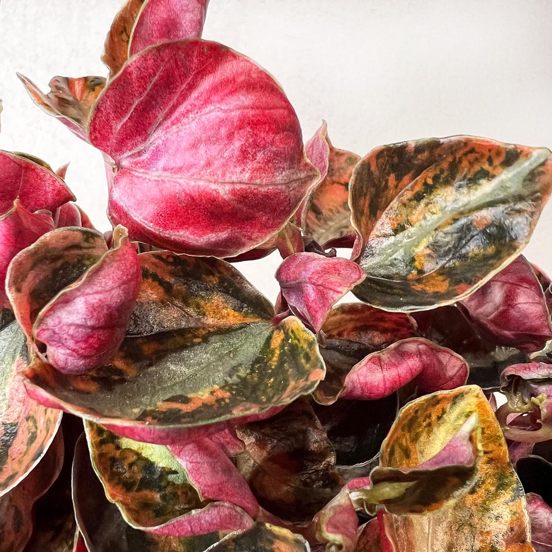 Peperomia metallica 'Creme Brulee'