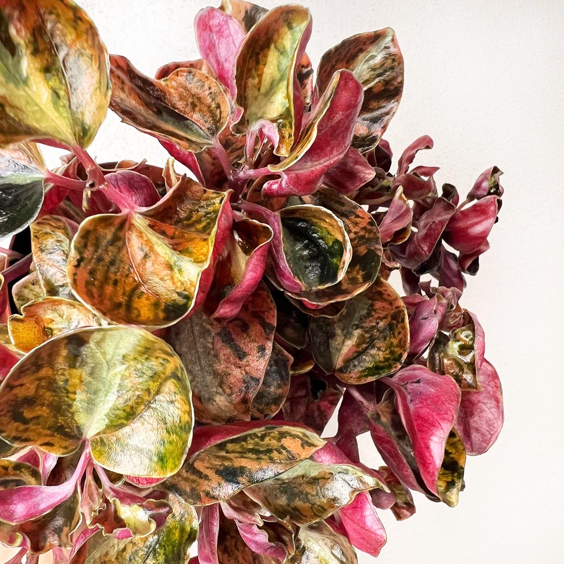 Peperomia metallica 'Creme Brulee'