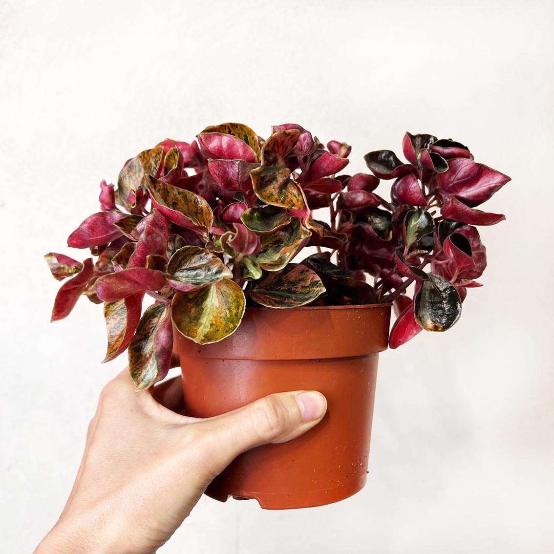 Peperomia metallica 'Creme Brulee'