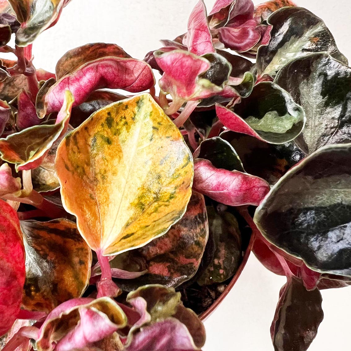 Peperomia metallica 'Creme Brulee'