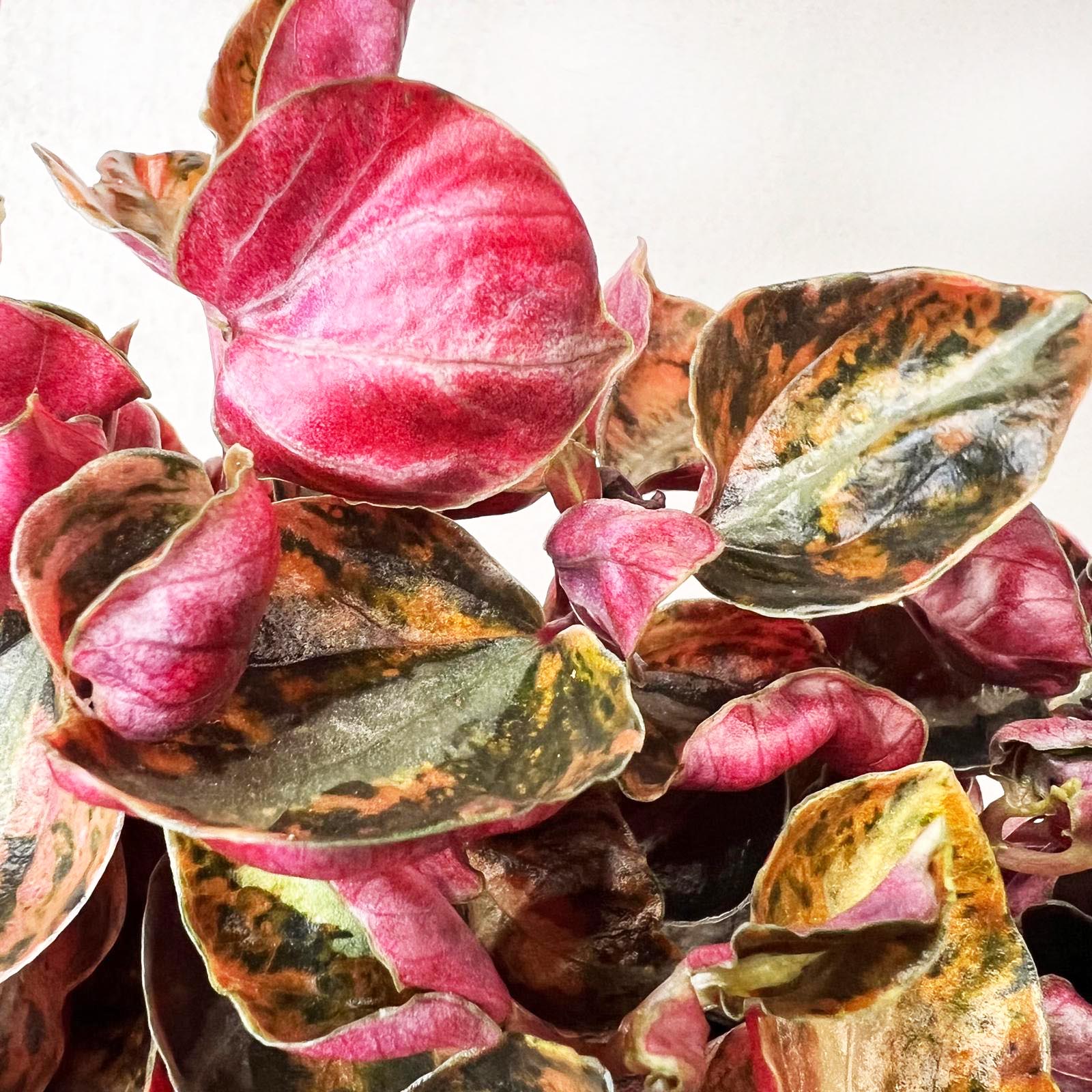 Peperomia metallica 'Creme Brulee'