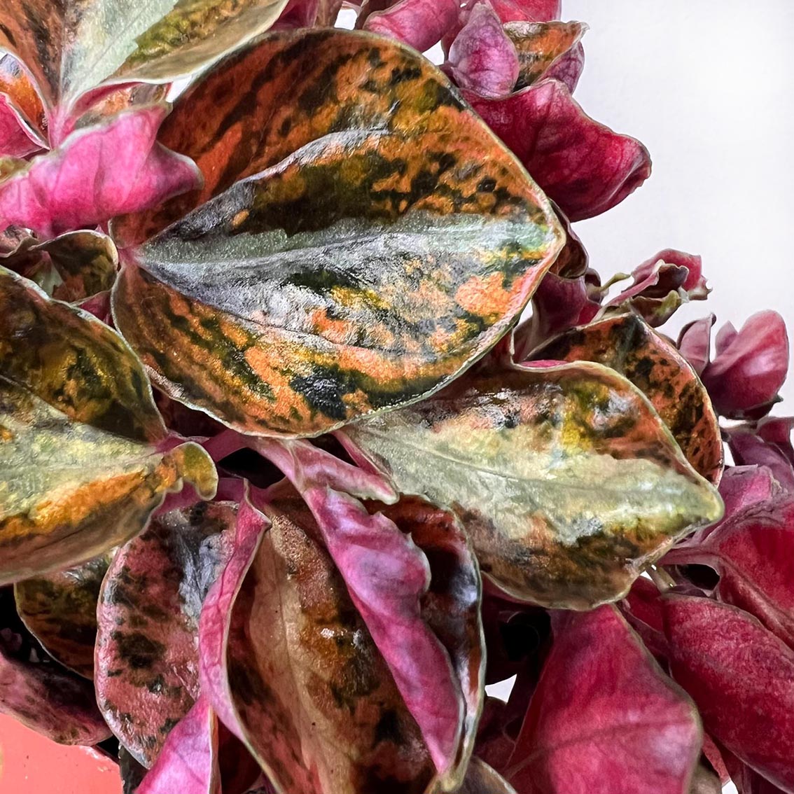 Peperomia metallica 'Creme Brulee'