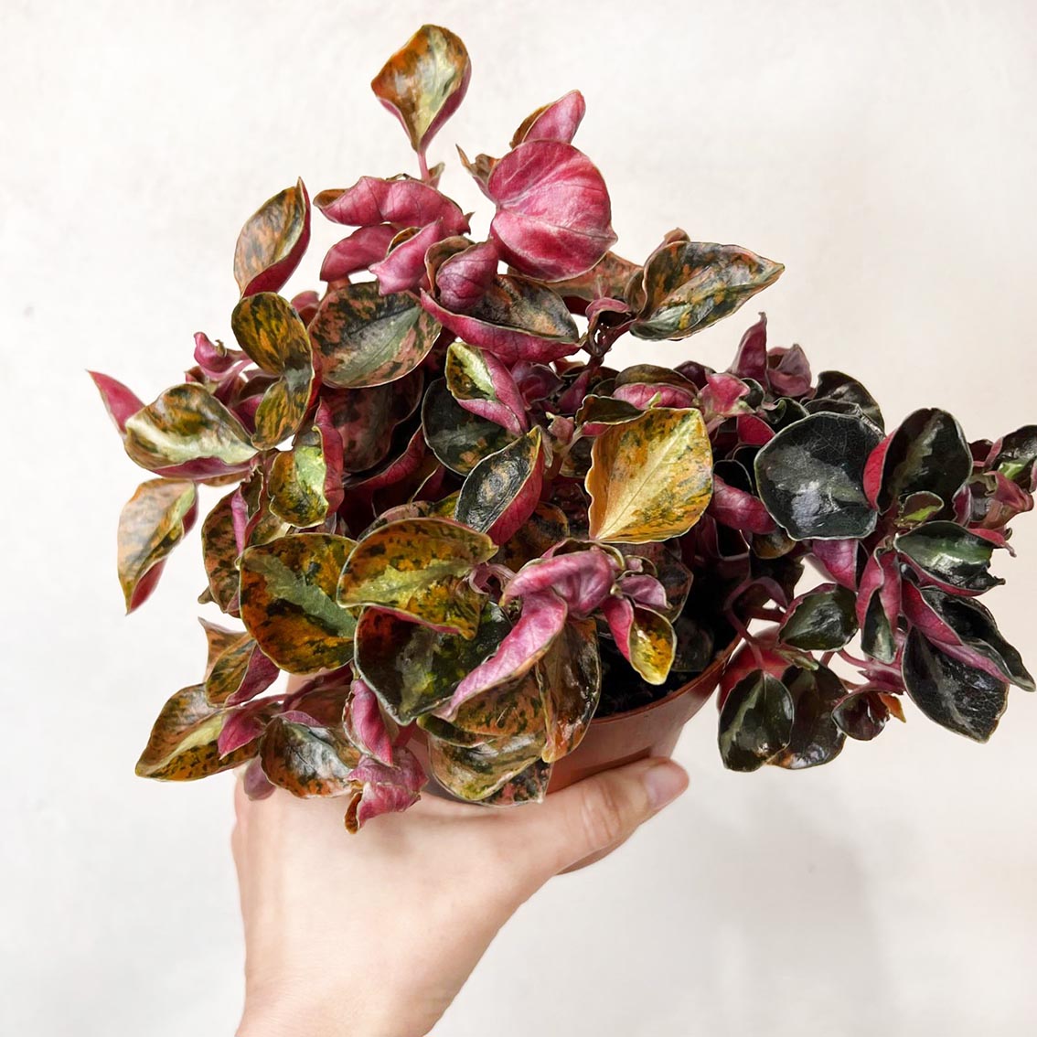 Peperomia metallica 'Creme Brulee'