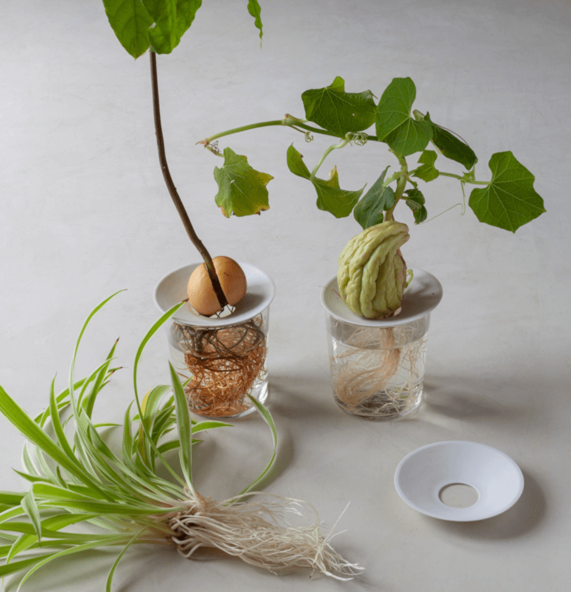 Piattino di germinazione e propagazione in porcellana