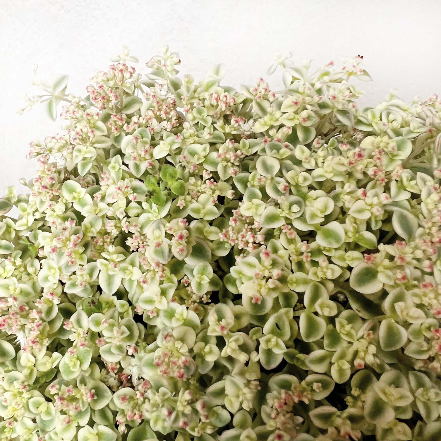 Sedum Little Missy
