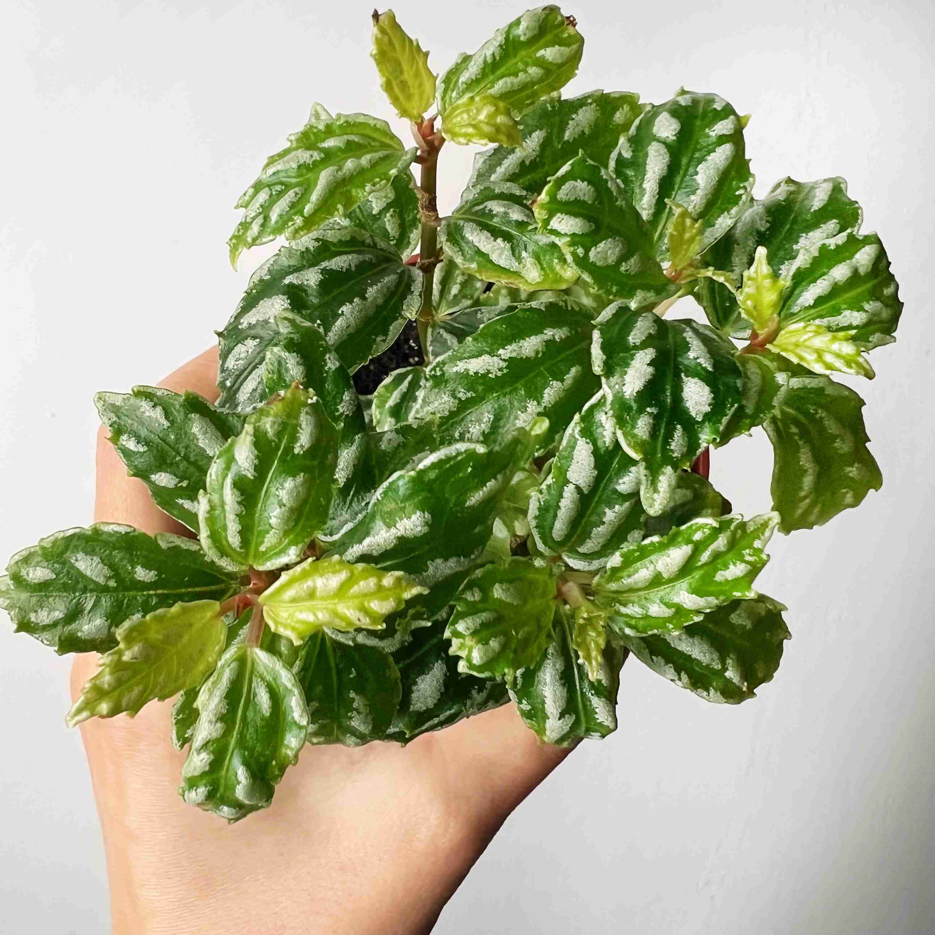 Pilea Cadierei