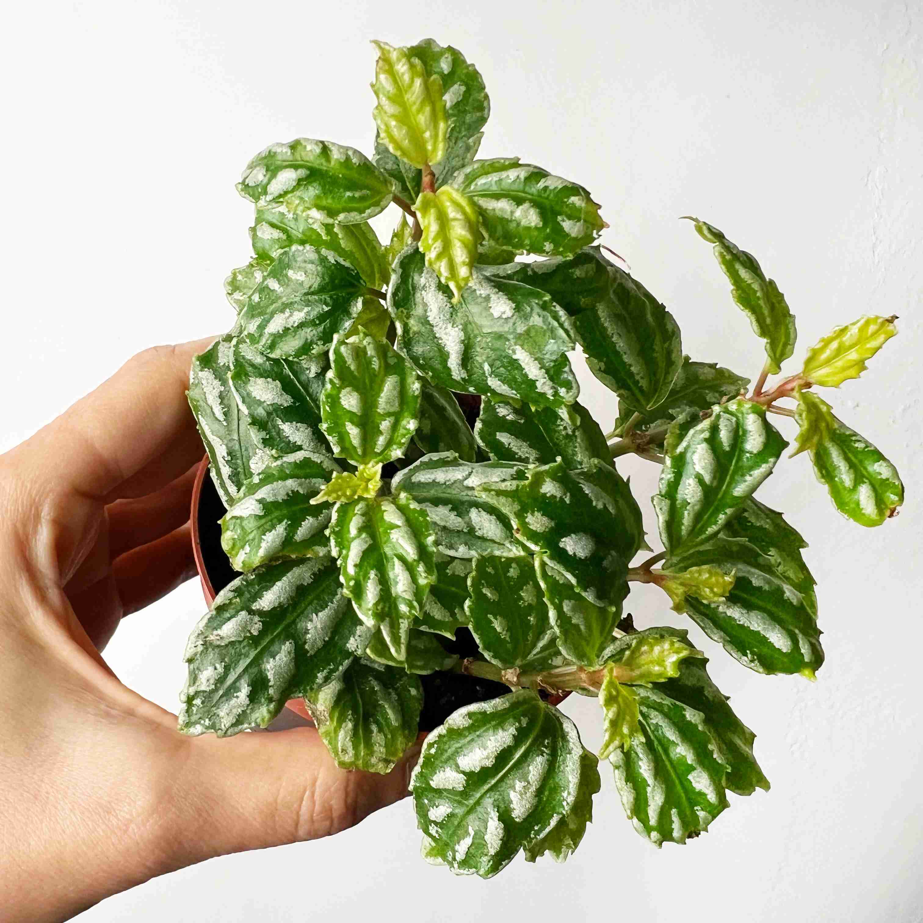 Pilea Cadierei