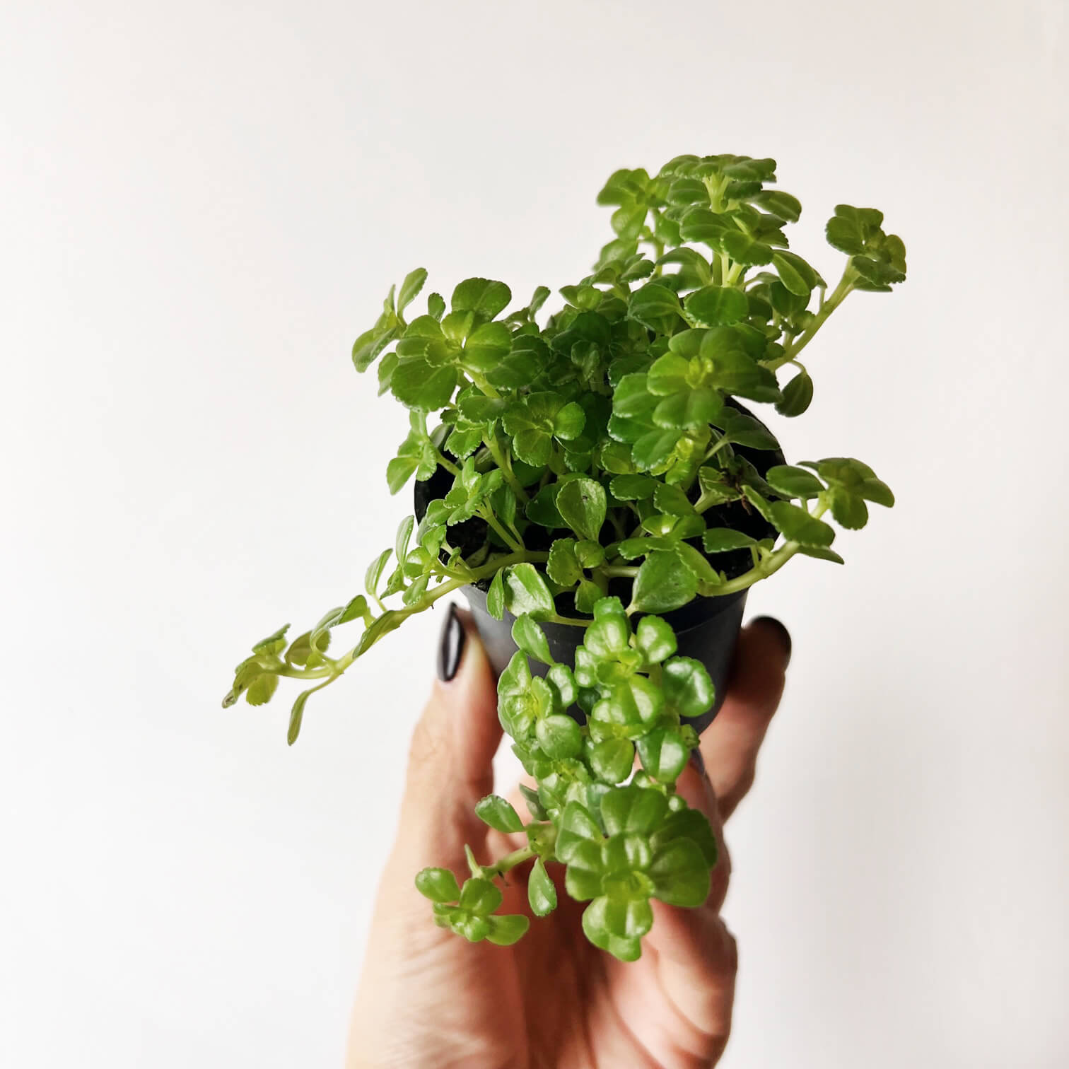 baby Pilea depressa Sao Paulo