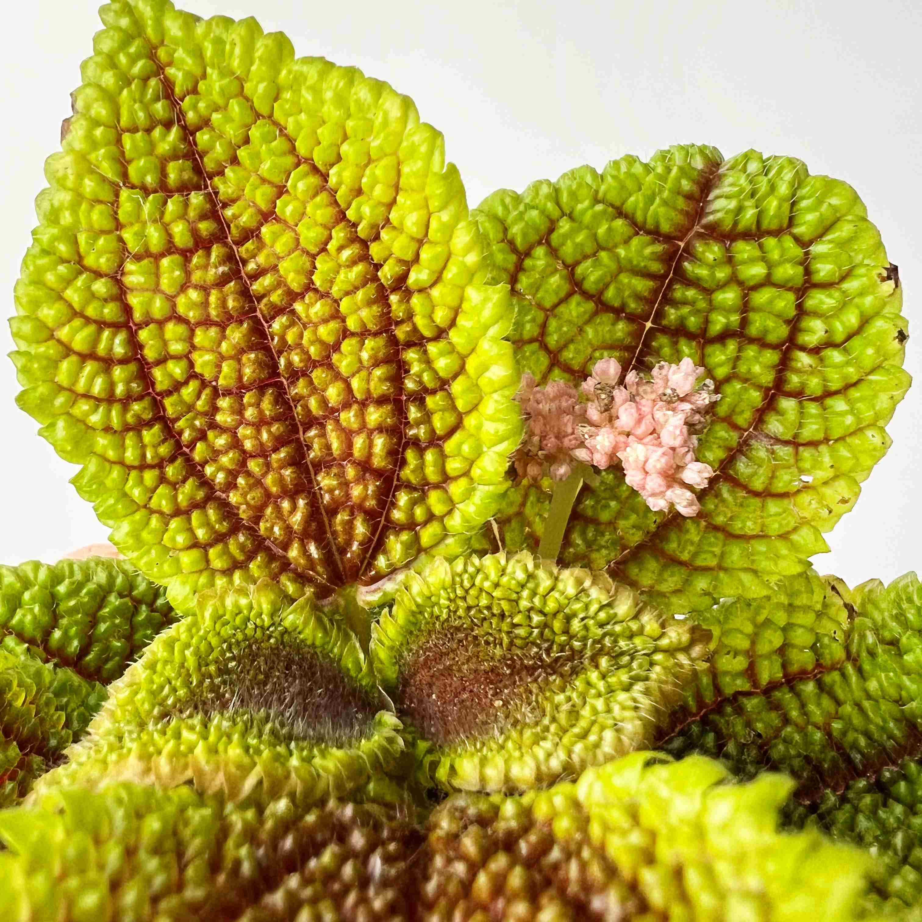 Pilea Mollis Moon Valley