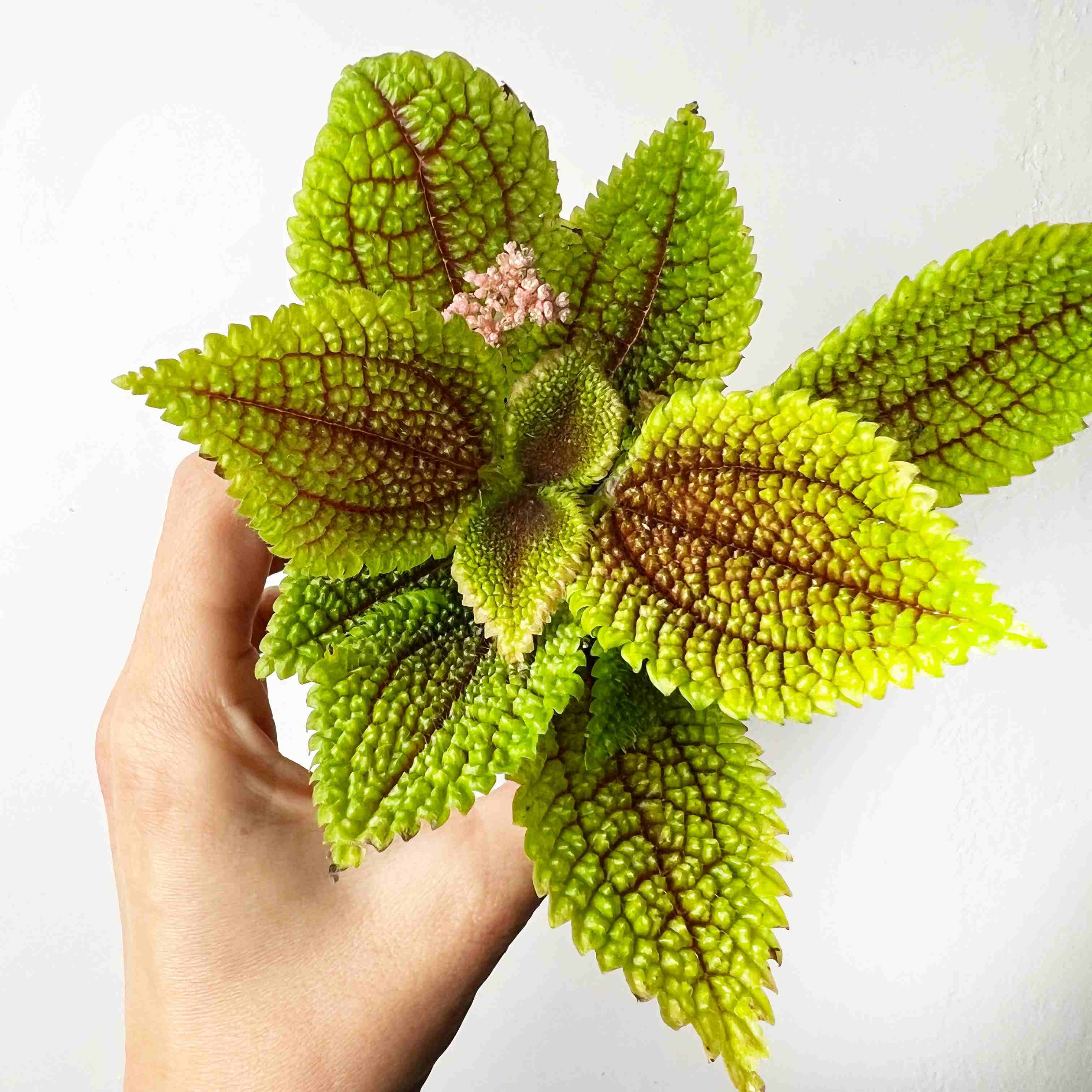 Pilea Mollis Moon Valley