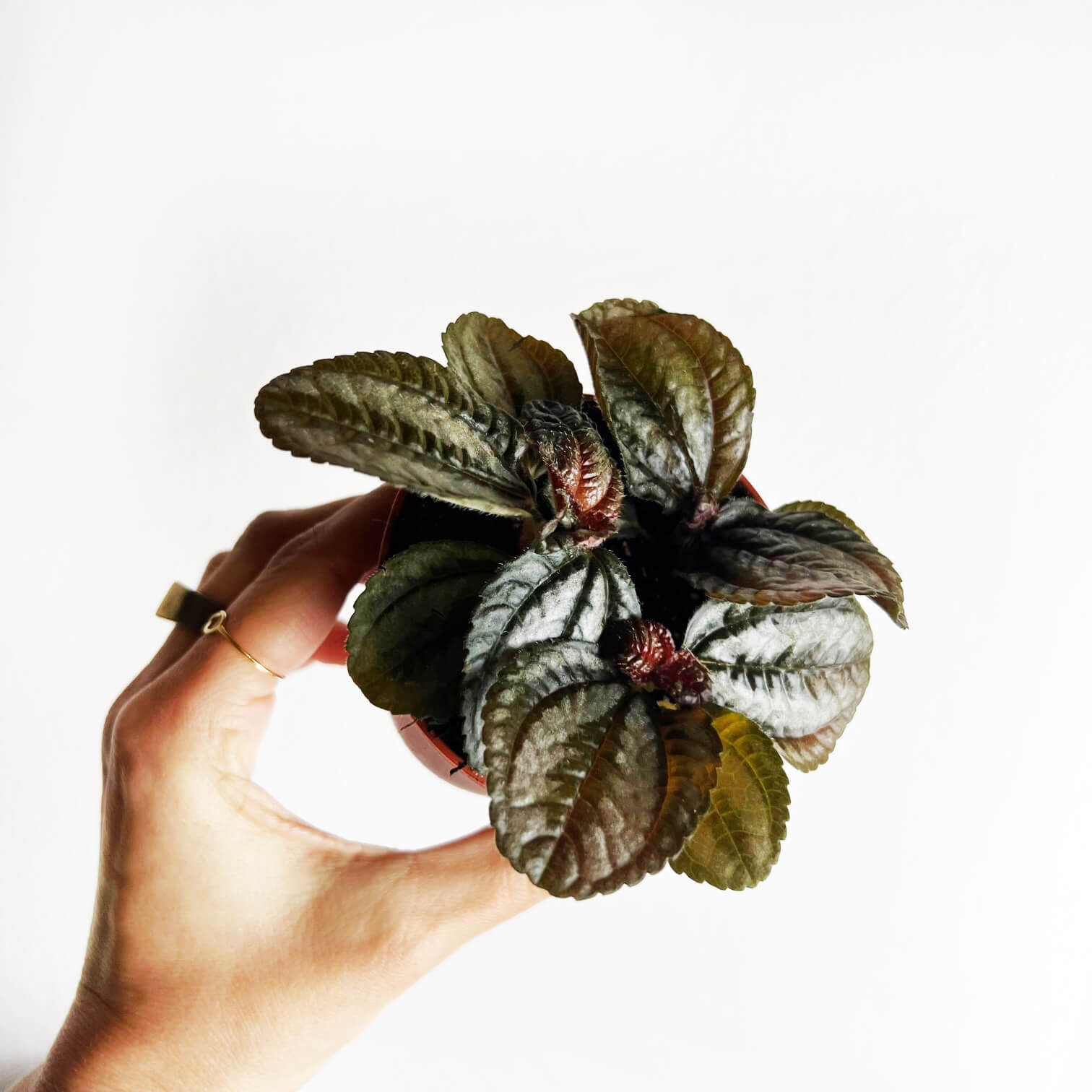 Baby Pilea Norfolk