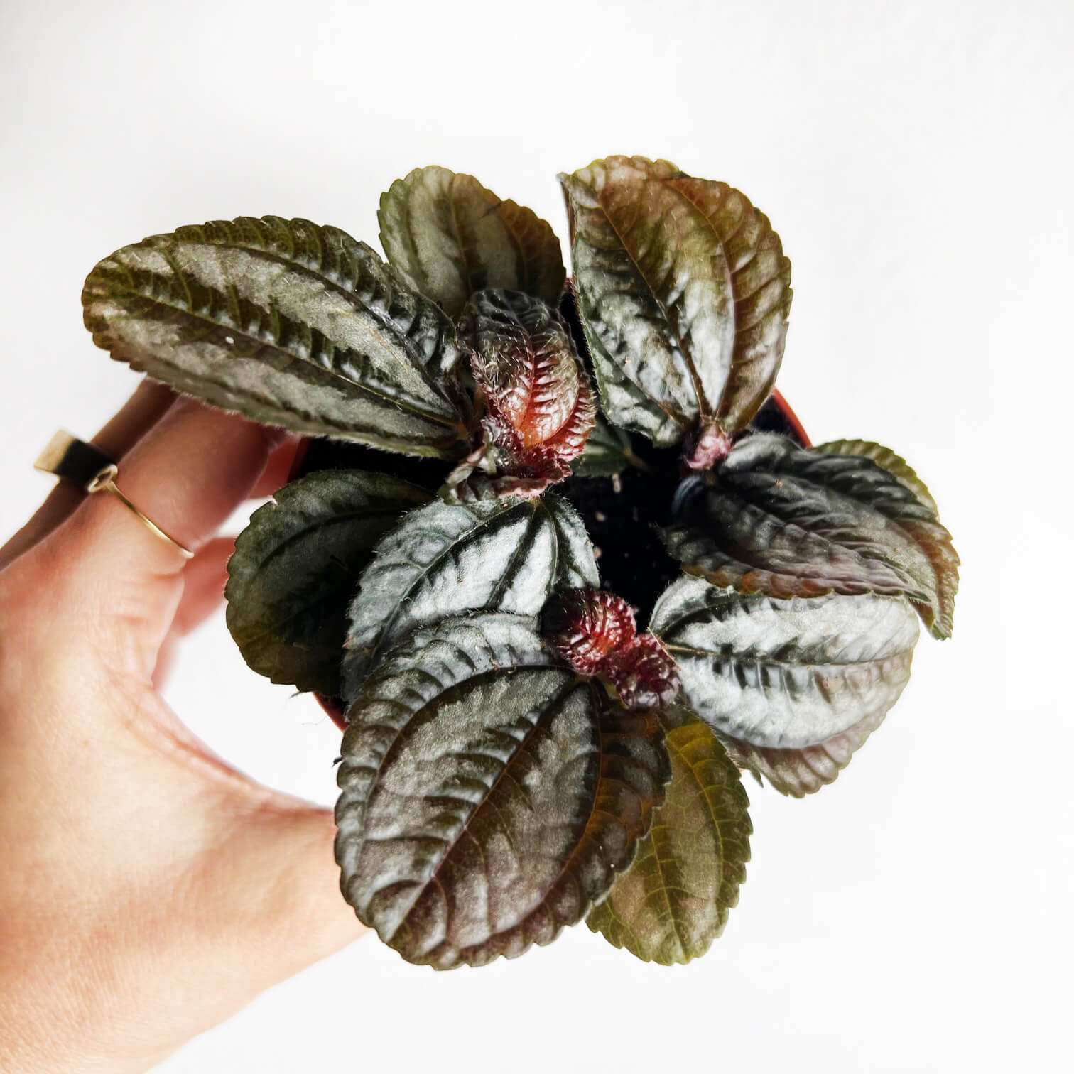 Pilea Norfolk