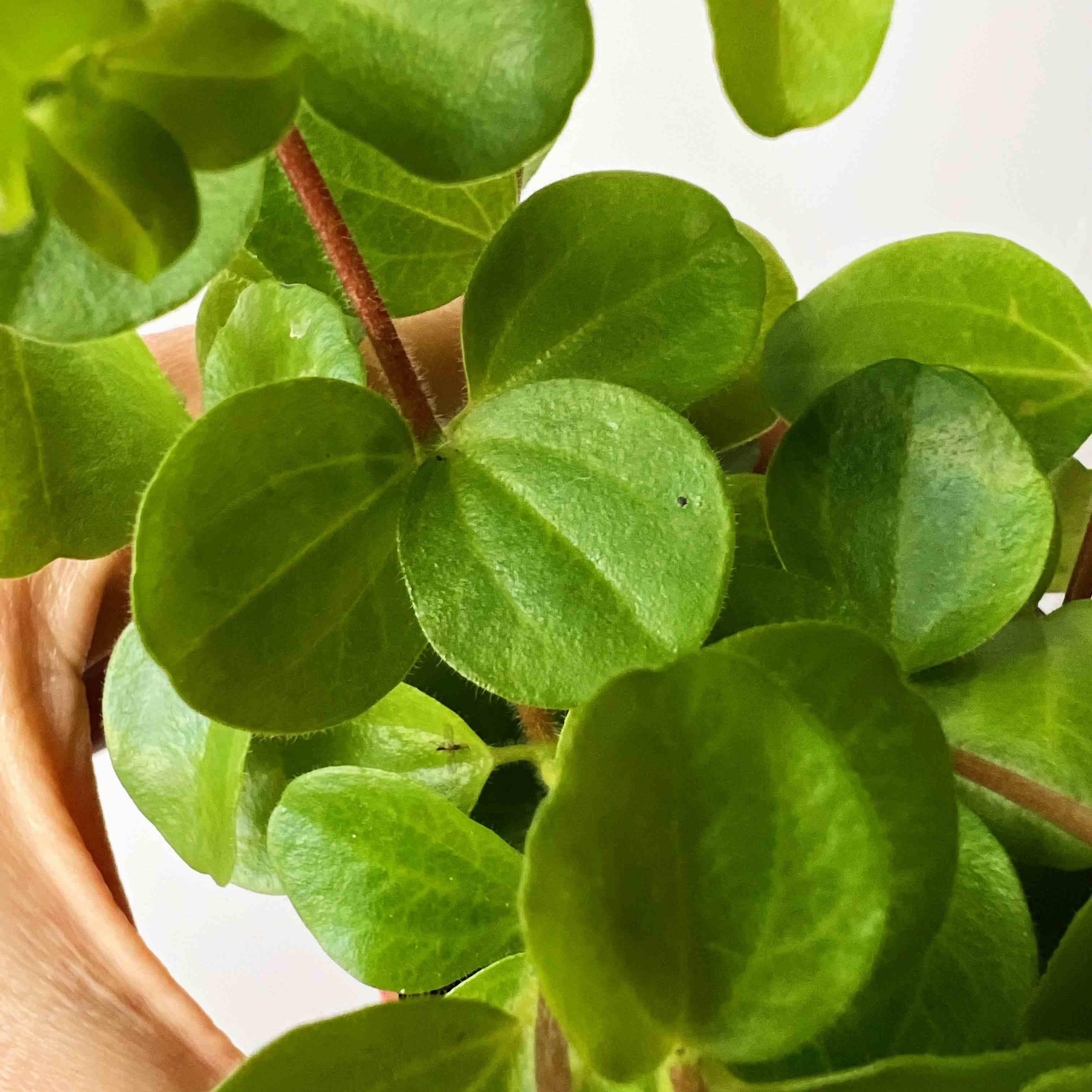 Peperomia Rotundifolia