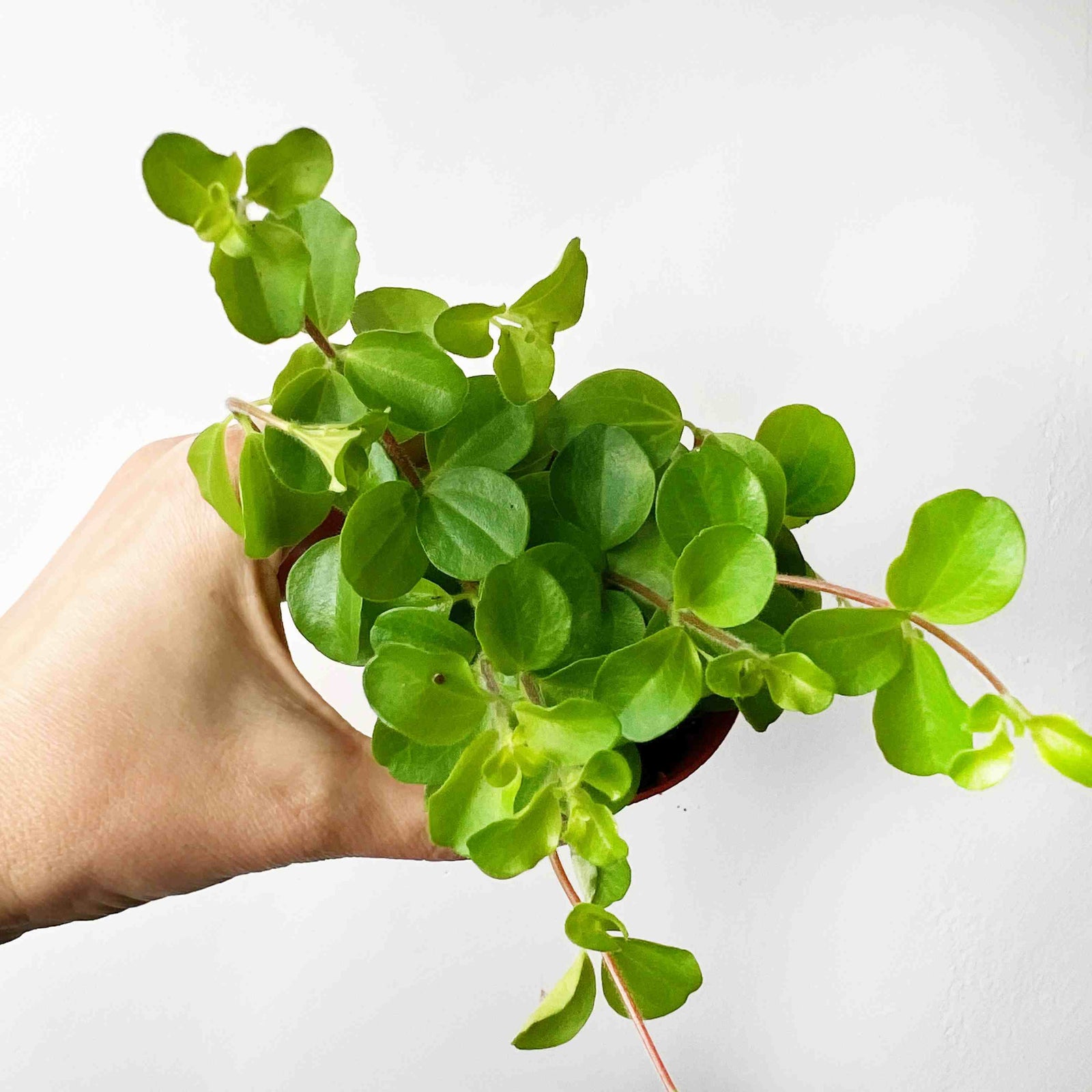 Peperomia Rotundifolia