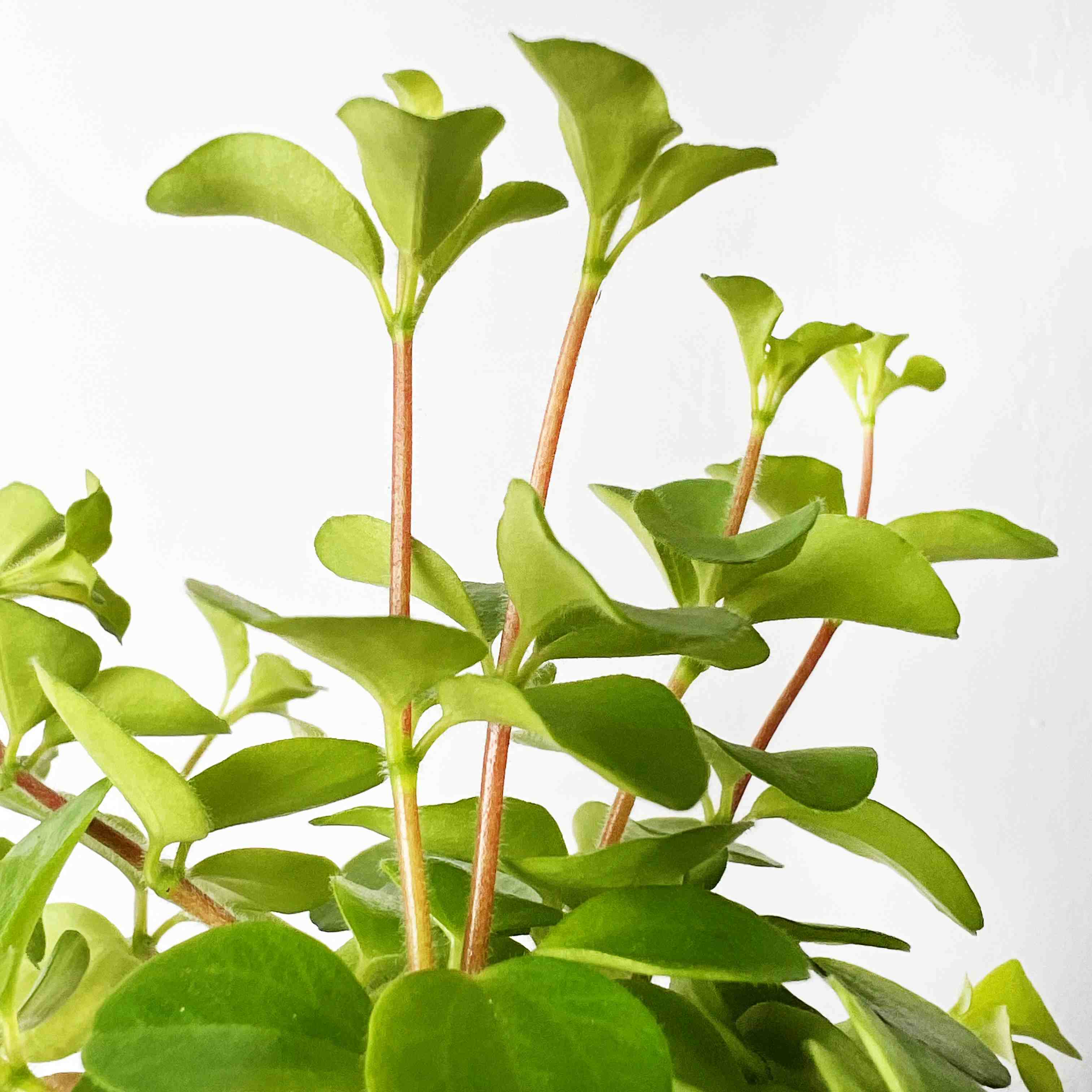 Peperomia Rotundifolia