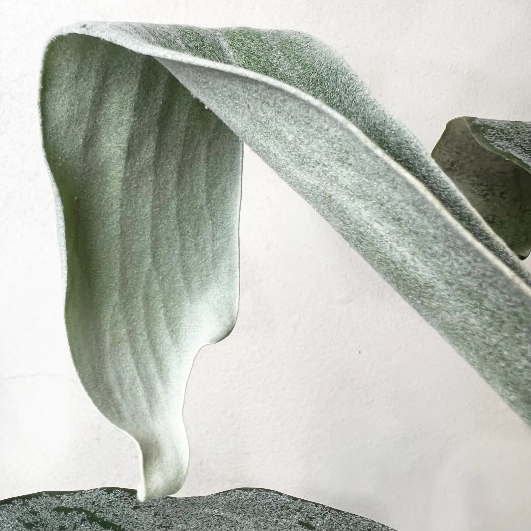 Platycerium Omo White Lover