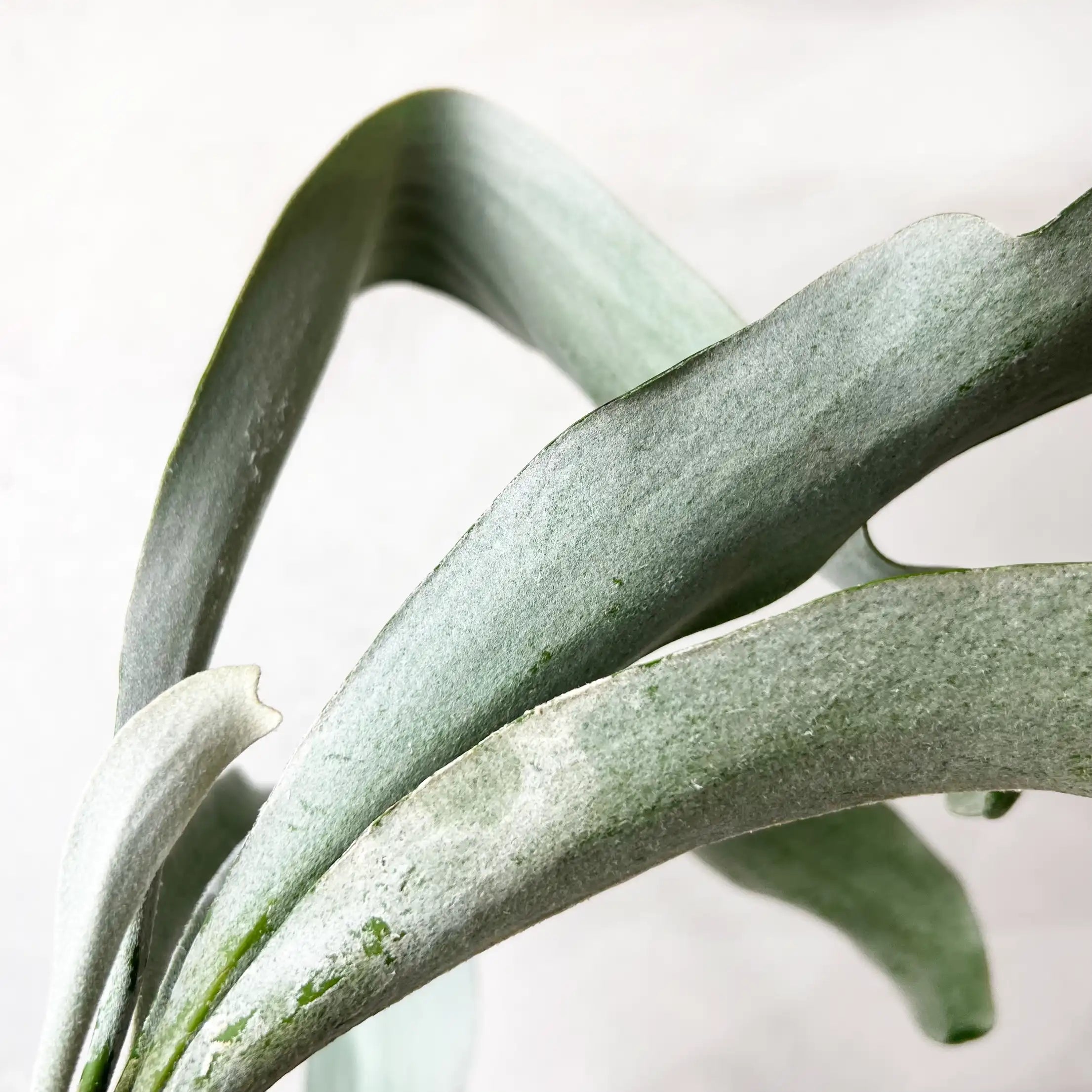 Platycerium Omo White Lover