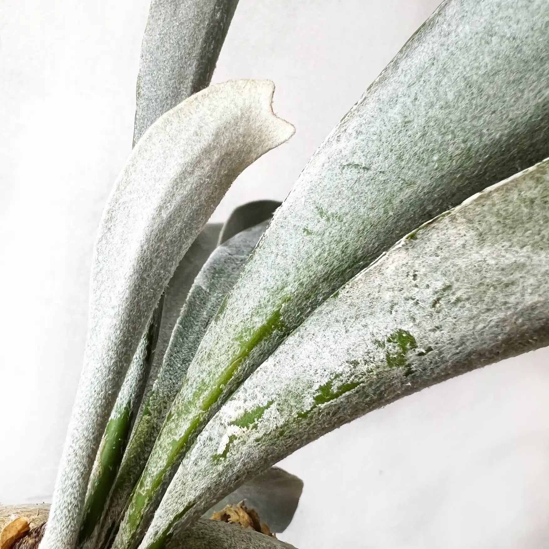 Platycerium Omo White Lover