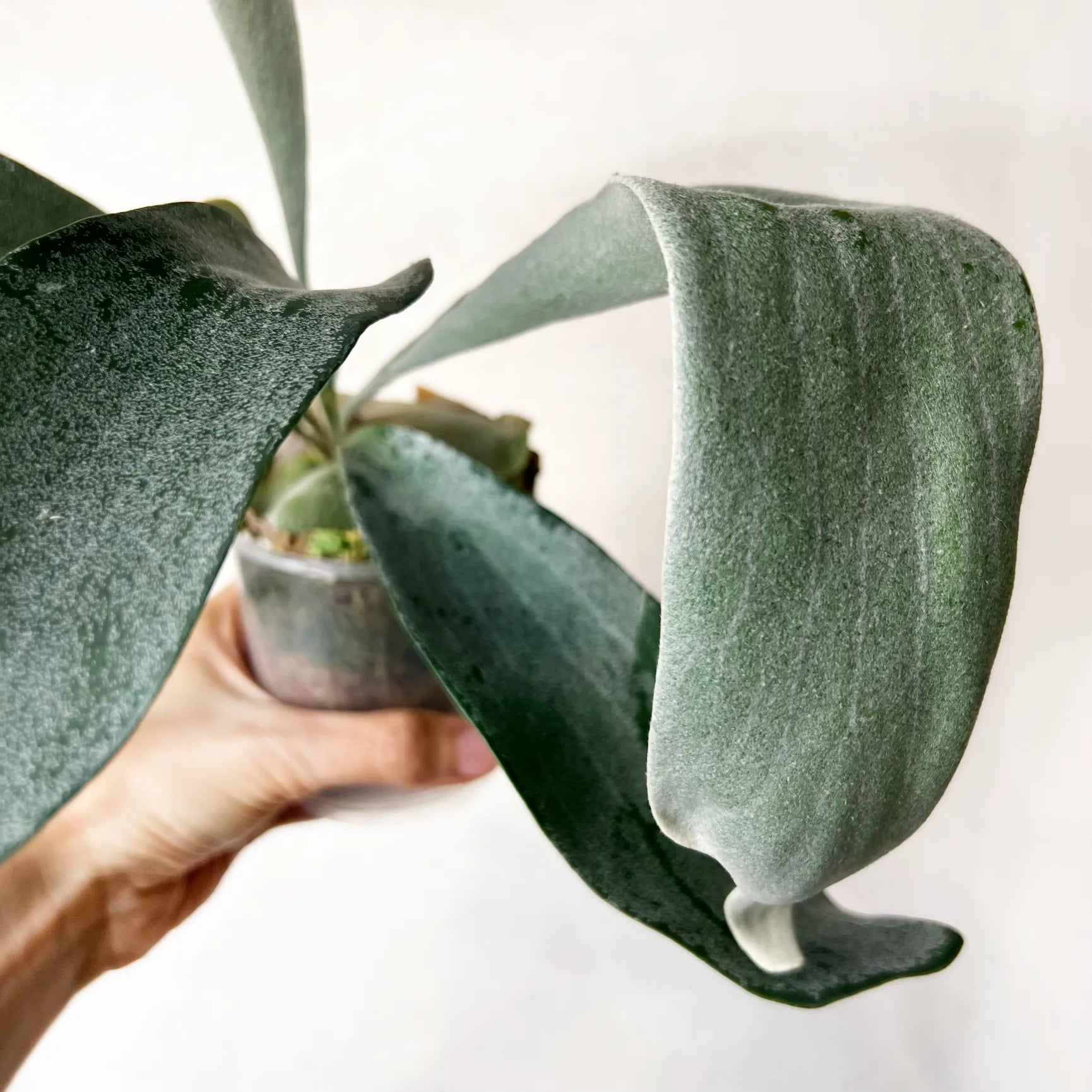 Platycerium Omo White Lover