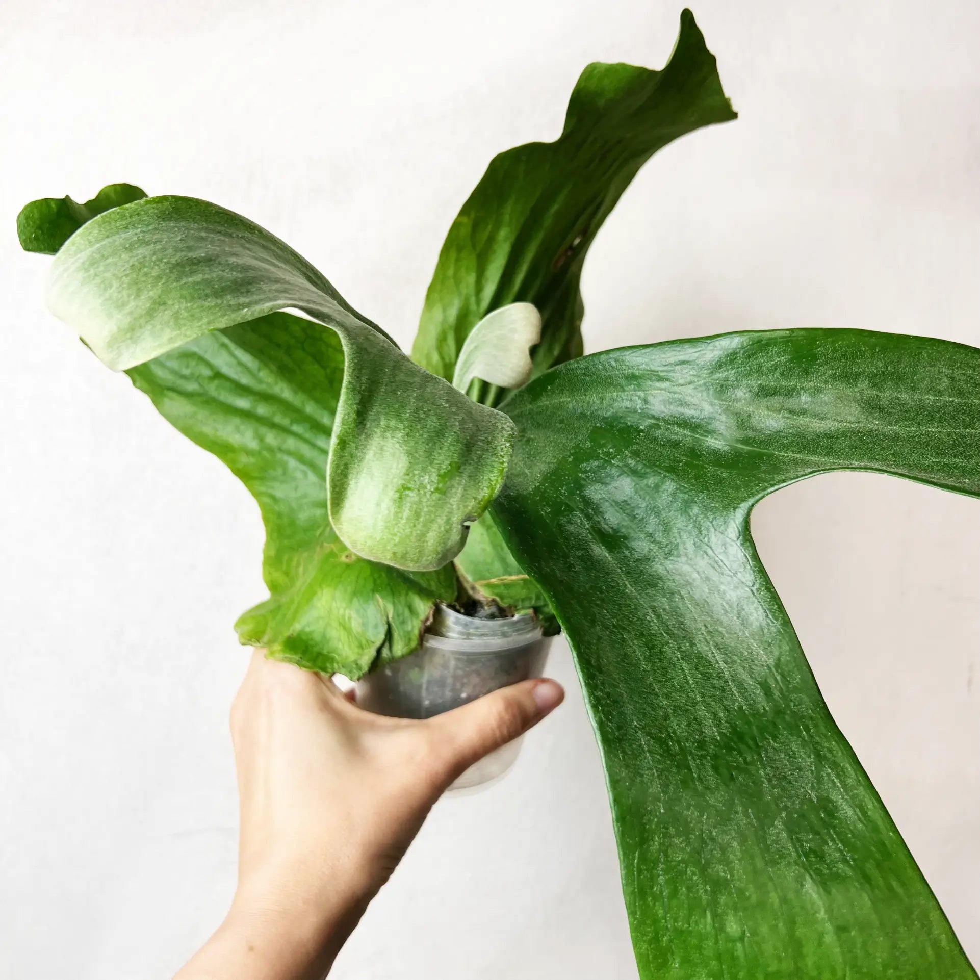 Platycerium Stemaria