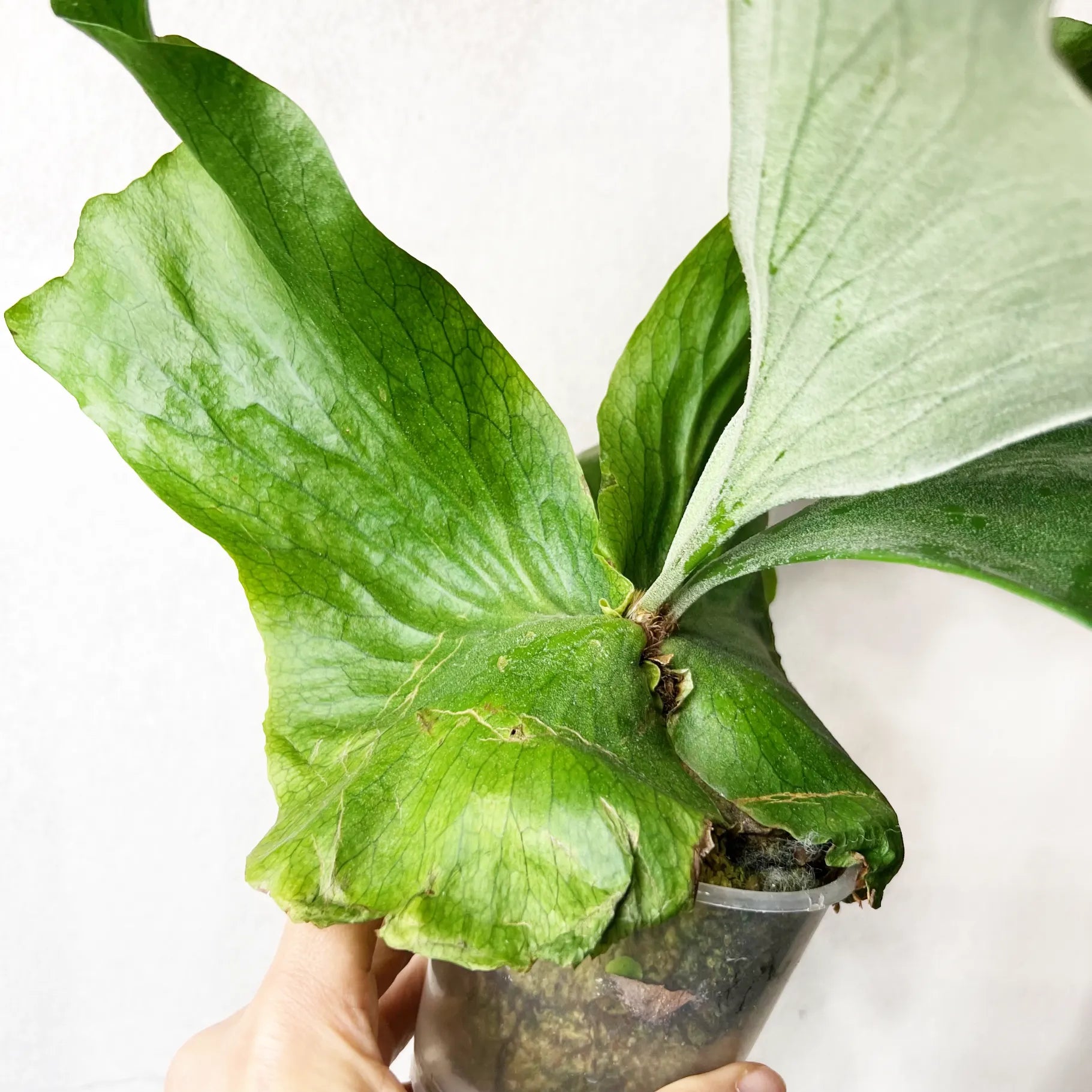 Platycerium Stemaria