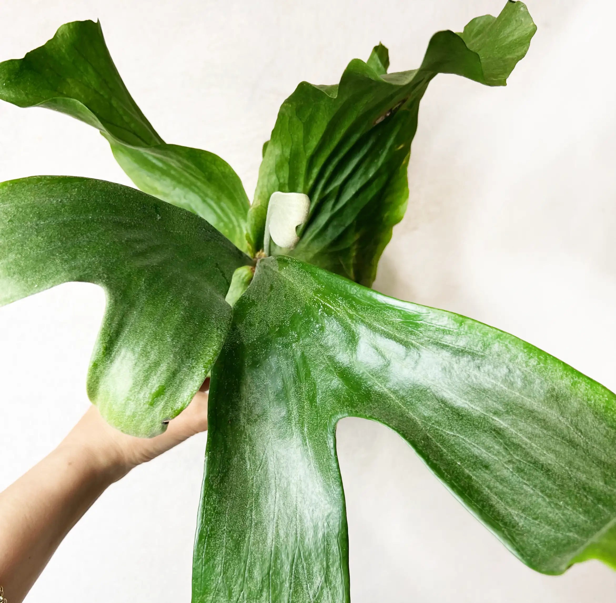 Platycerium Stemaria