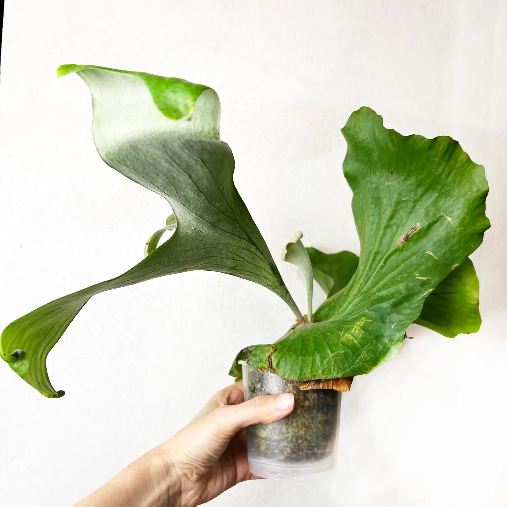 Platycerium Stemaria