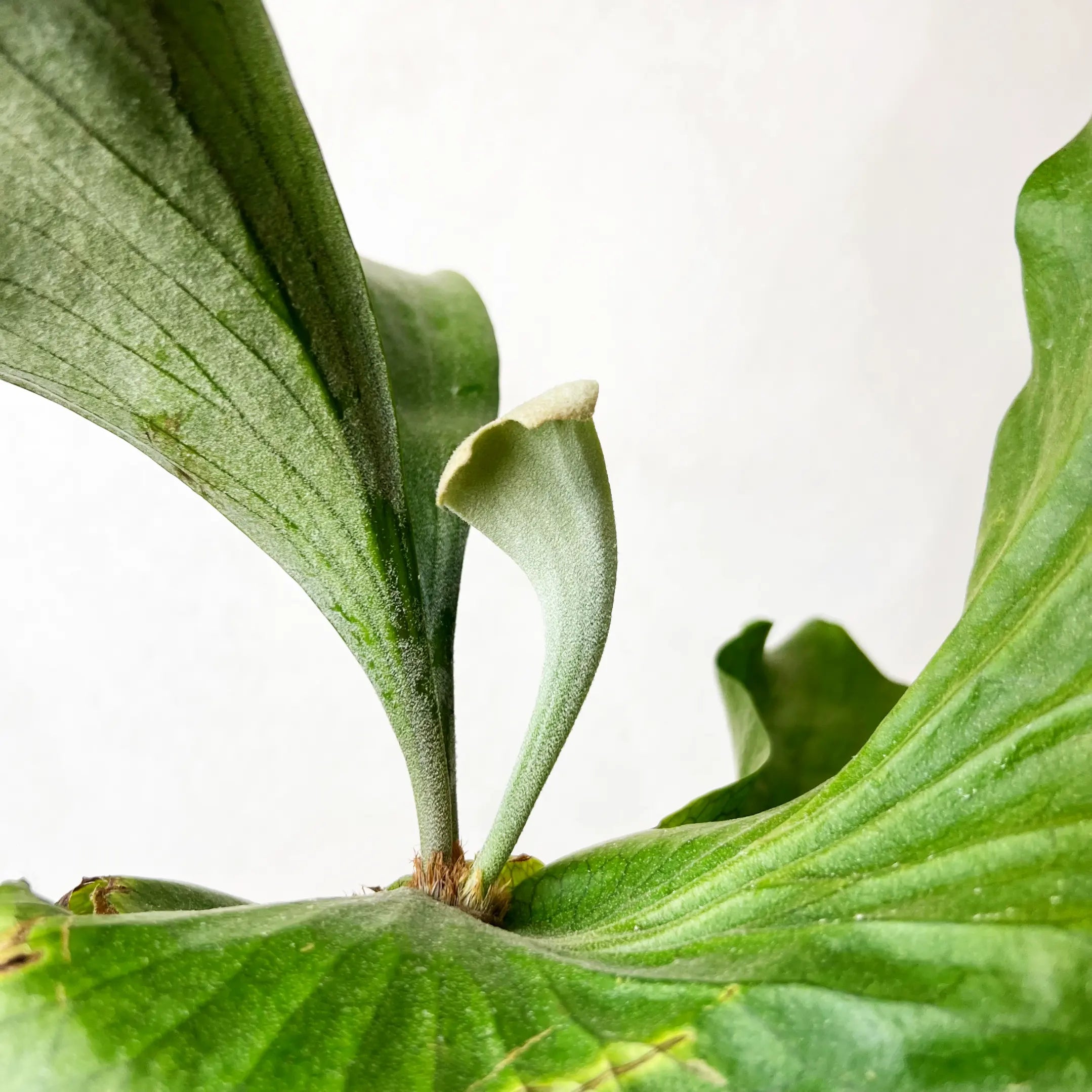 Platycerium Stemaria