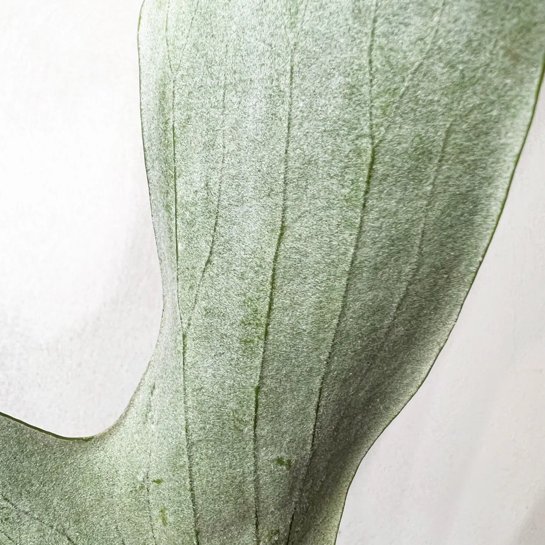 Platycerium Stemaria