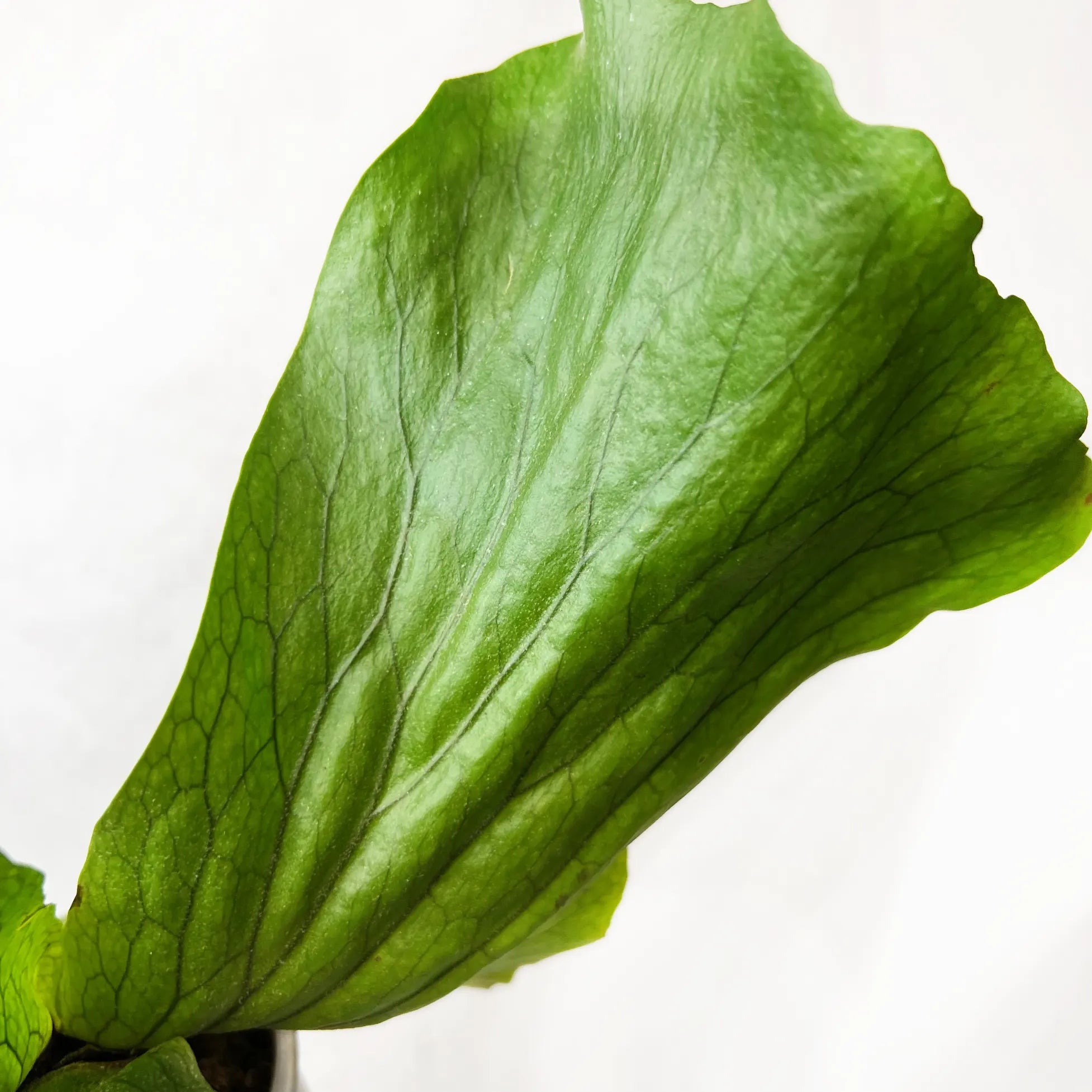 Platycerium Stemaria