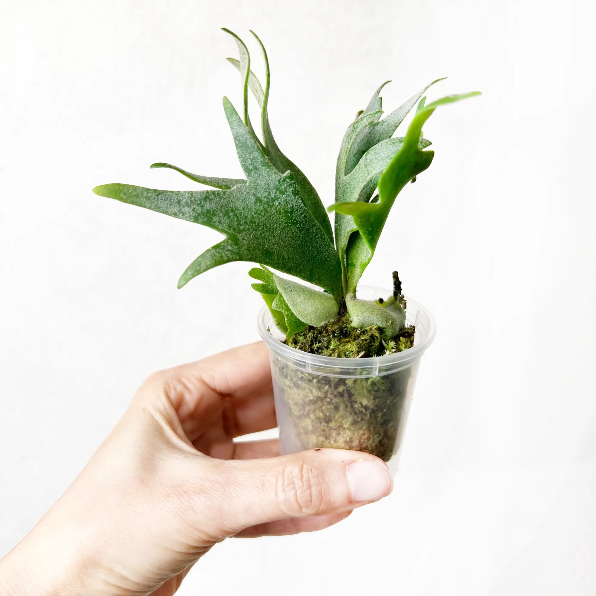 Platycerium Bacteria