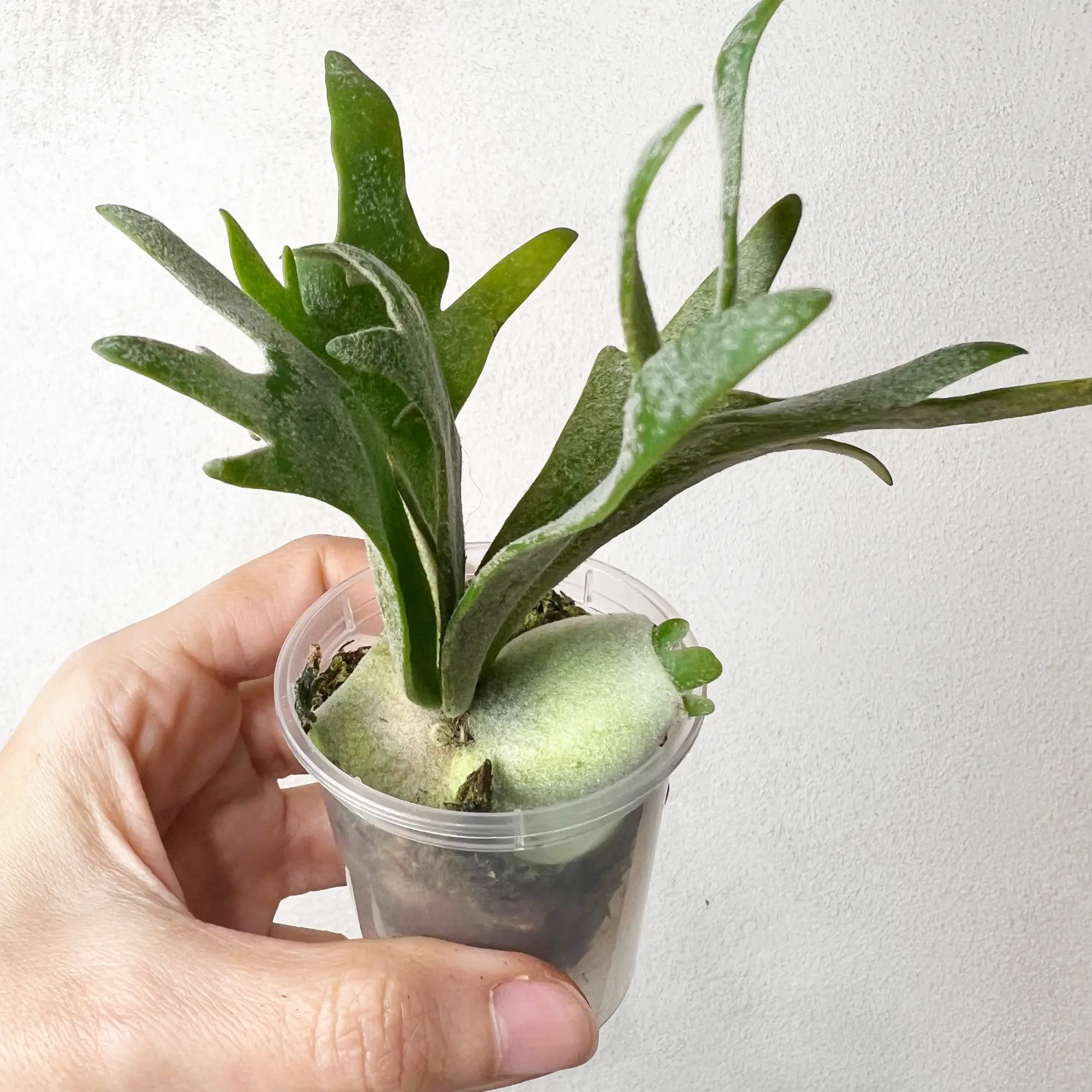 Platycerium Bacteria