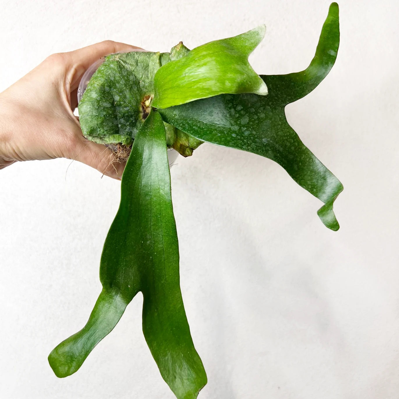 Platycerium Horn’s Surprise