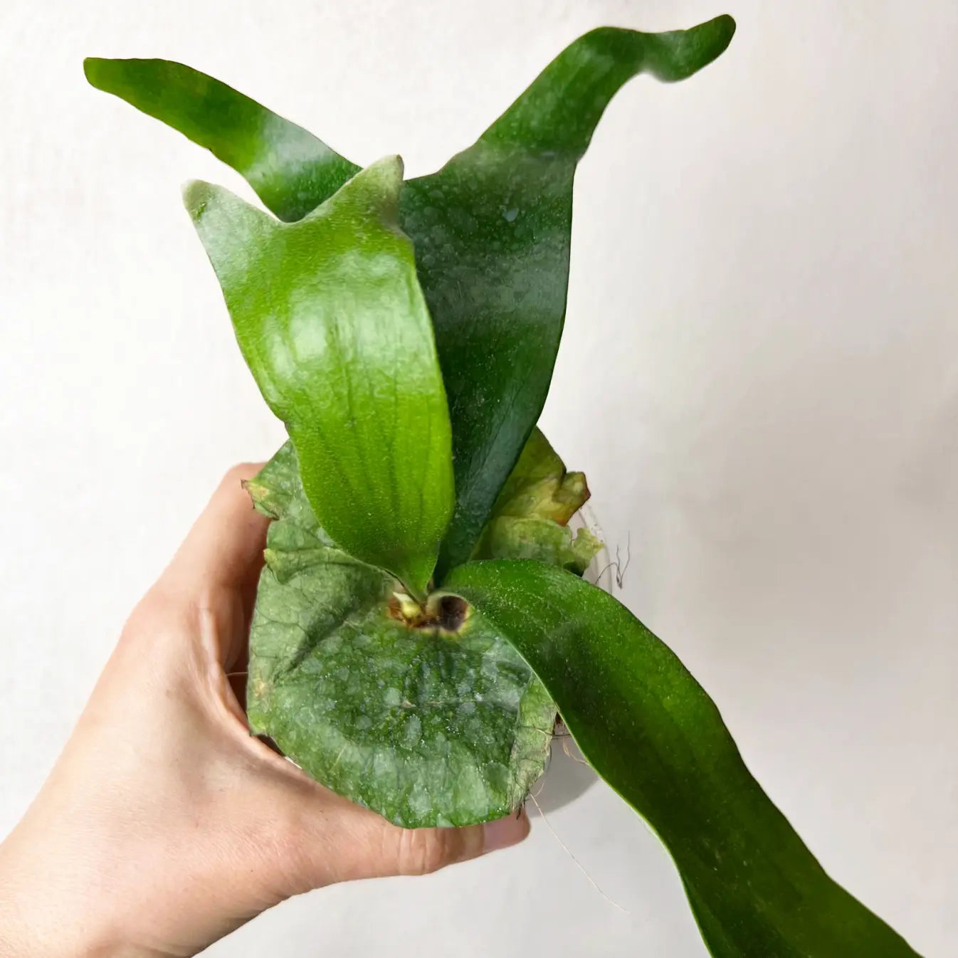 Platycerium Horn’s Surprise