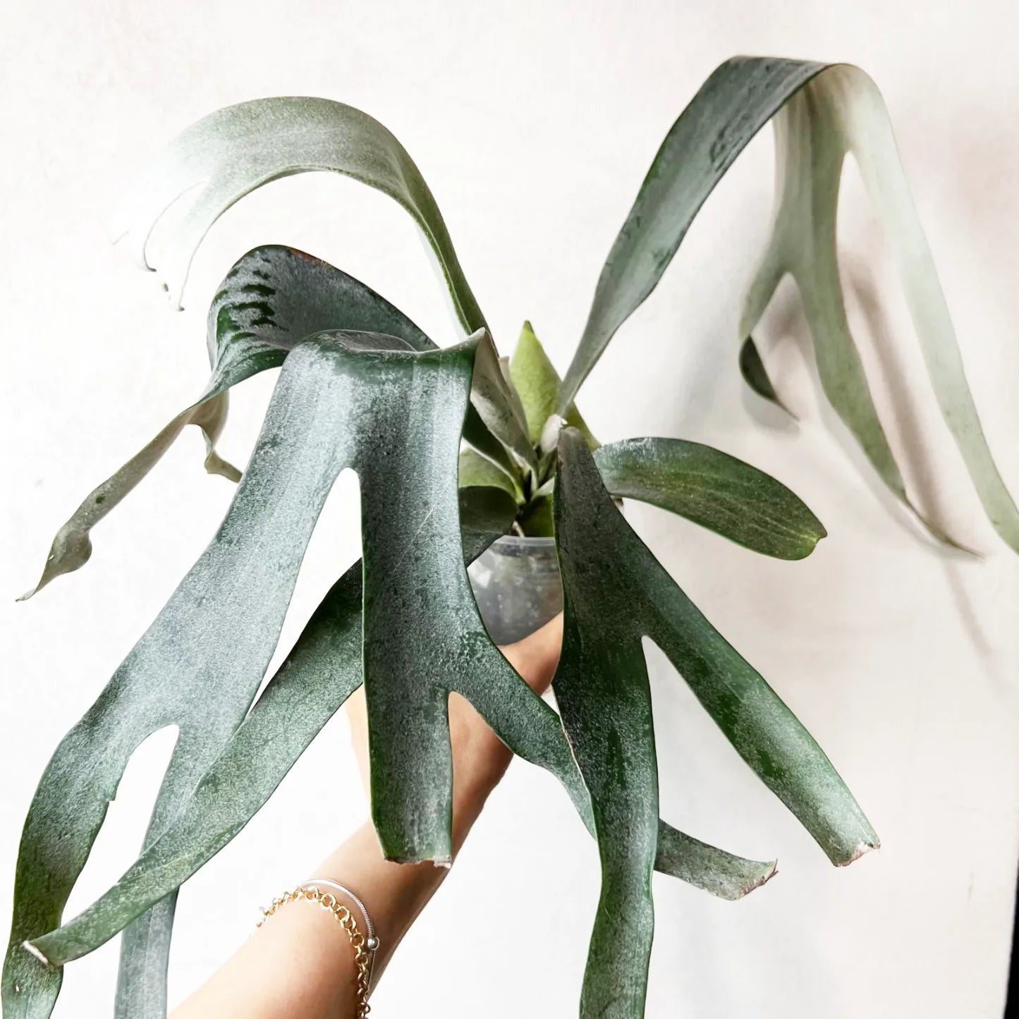 Platycerium Veitchii x Biforcatum White and Shine