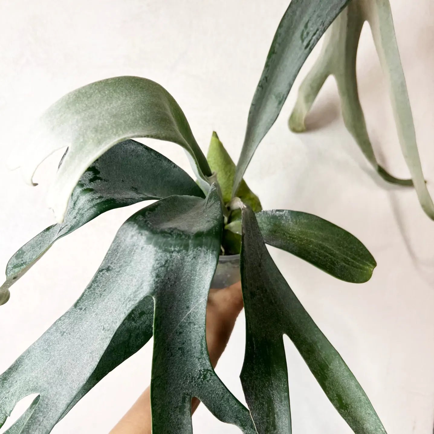 Platycerium Veitchii x Biforcatum White and Shine