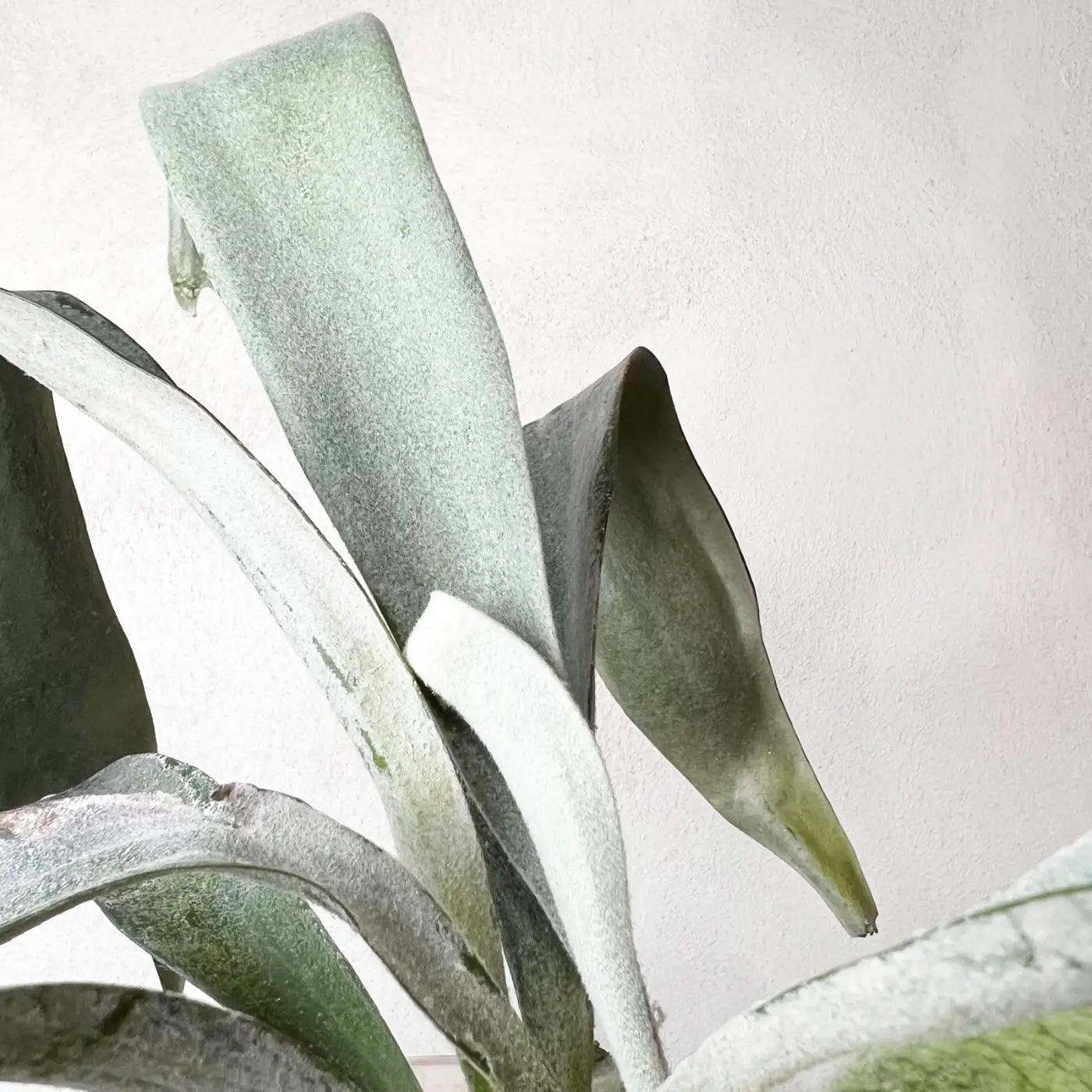 Platycerium Veitchii x Biforcatum White and Shine