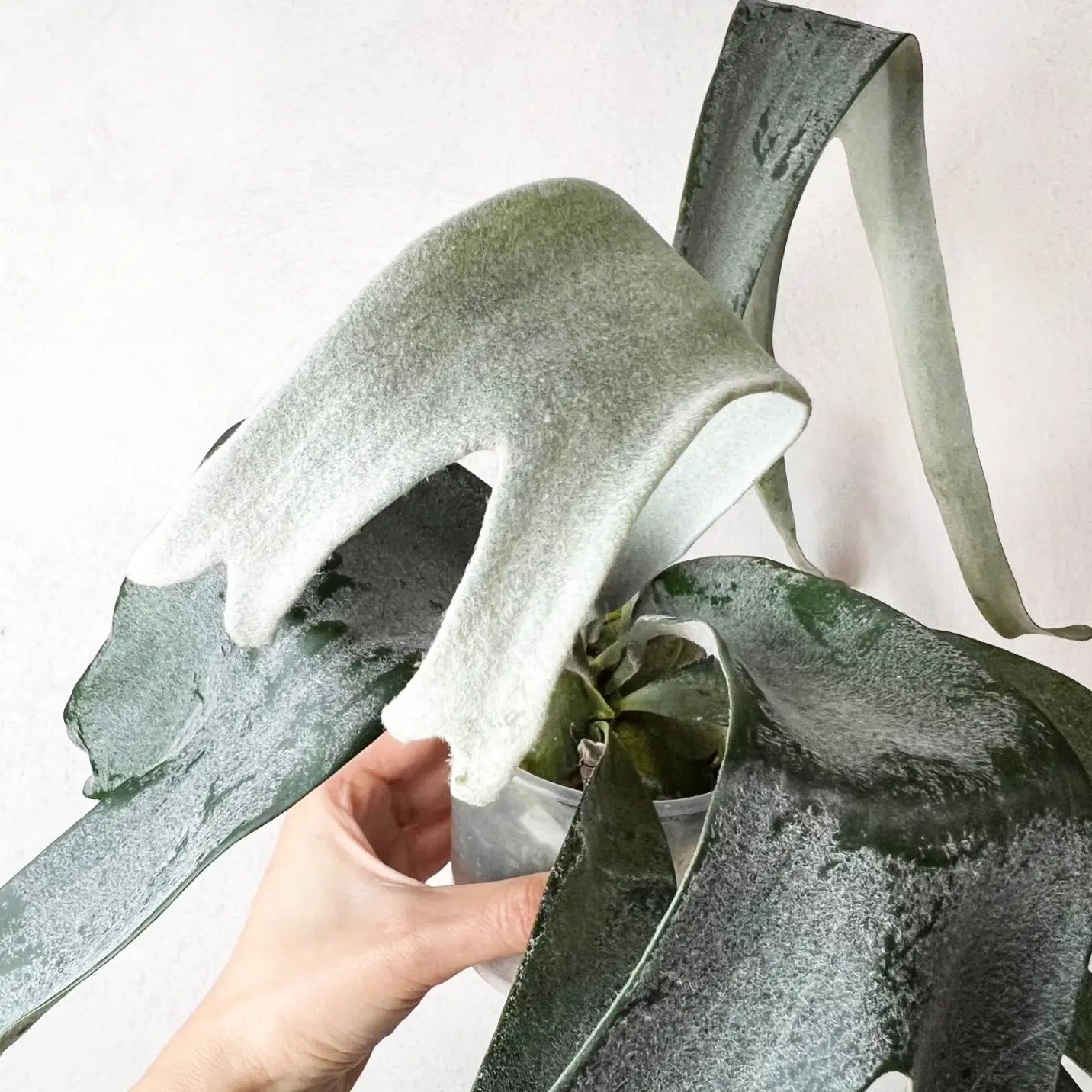 Platycerium Veitchii x Biforcatum White and Shine