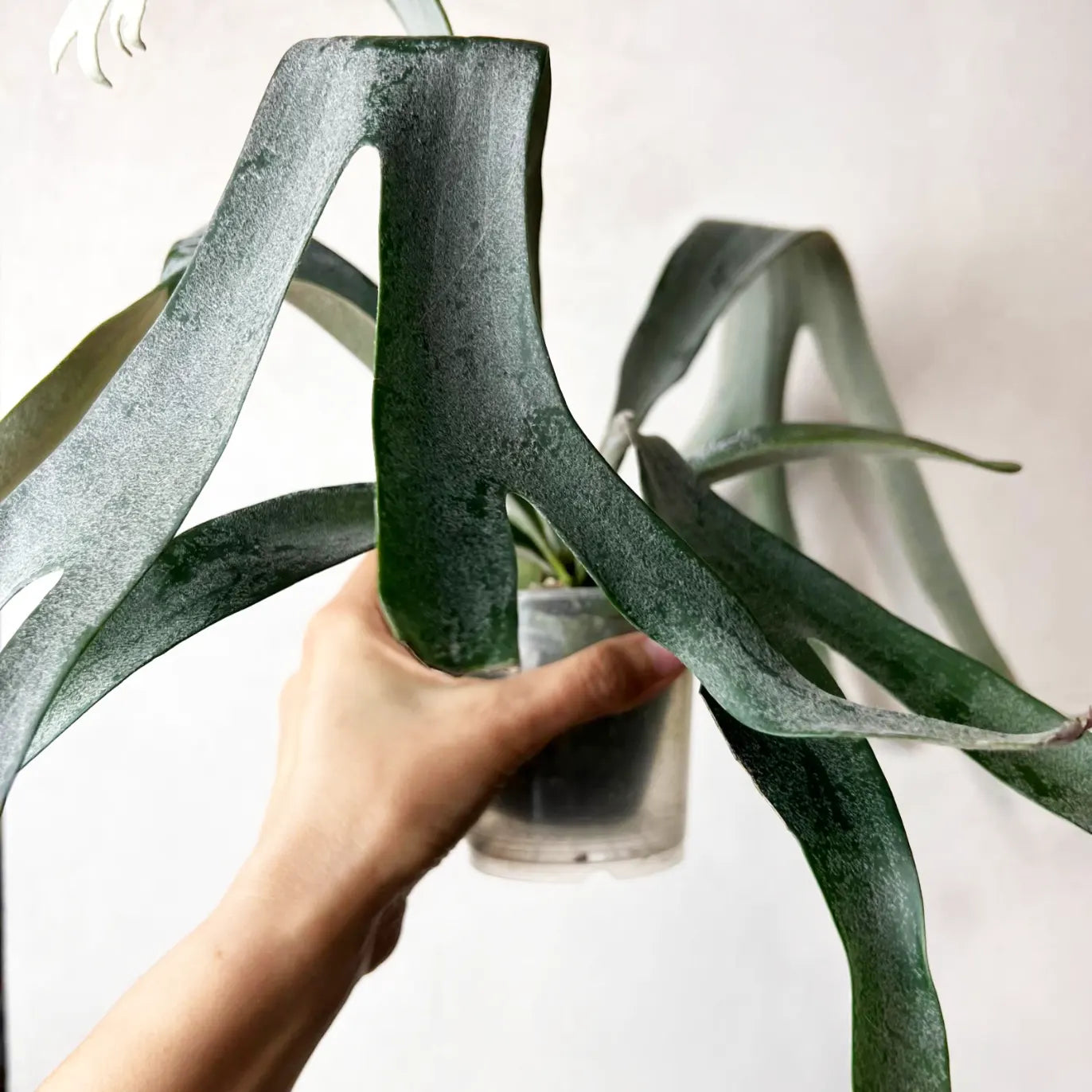 Platycerium Veitchii x Biforcatum White and Shine