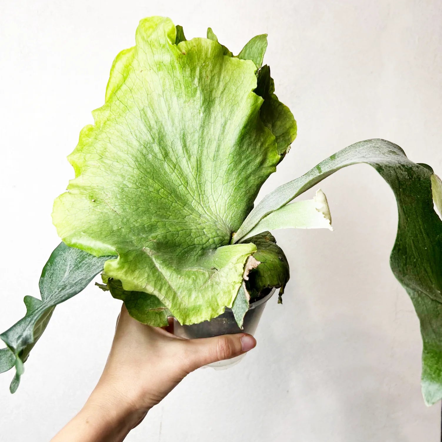 Platycerium Wandae x Veitchii