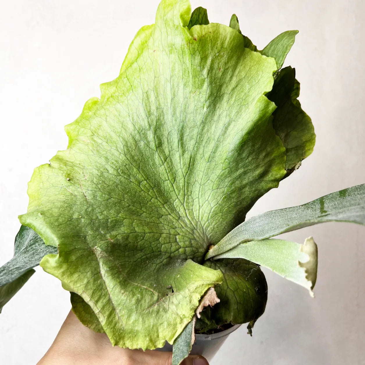 Platycerium Wandae x Veitchii