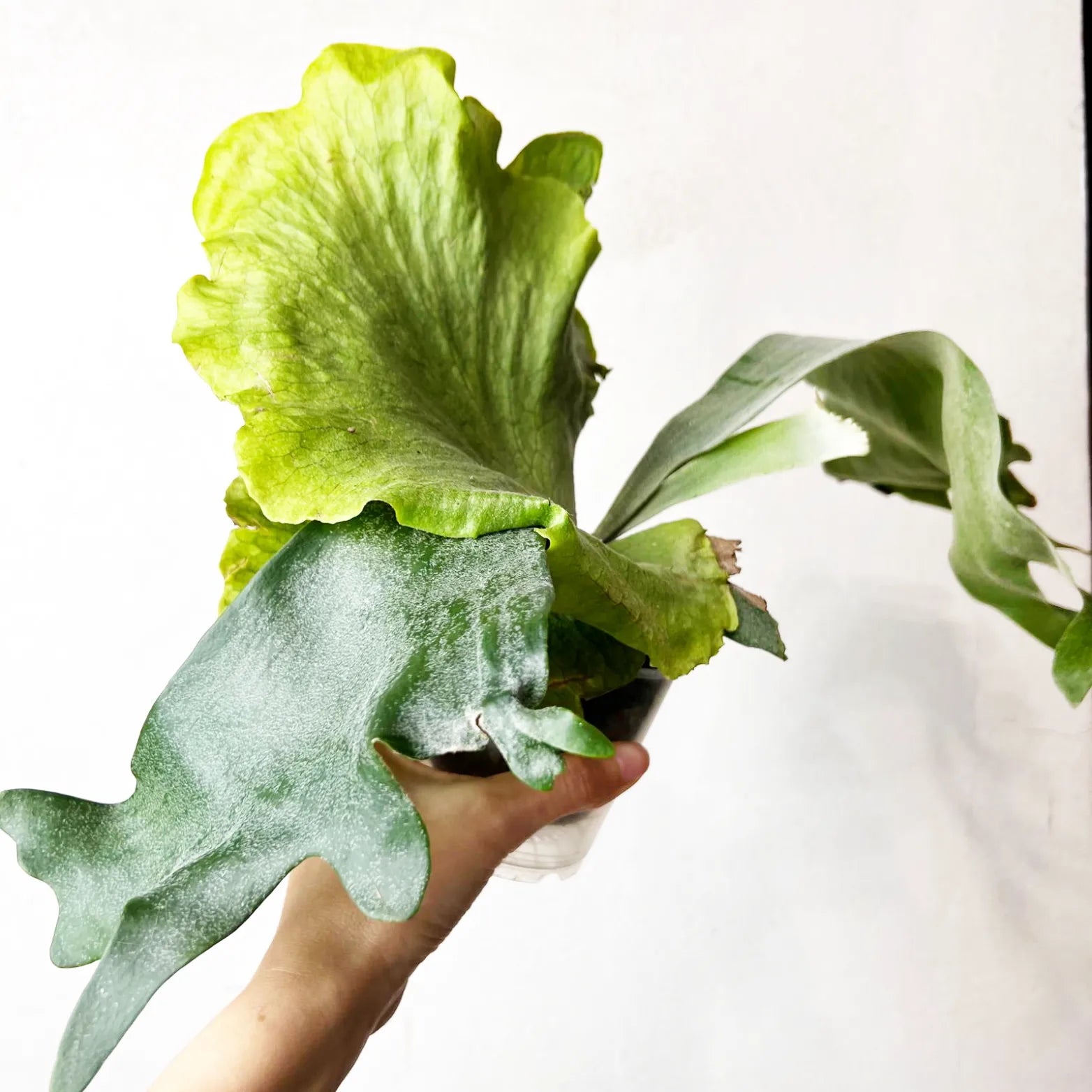 Platycerium Wandae x Veitchii